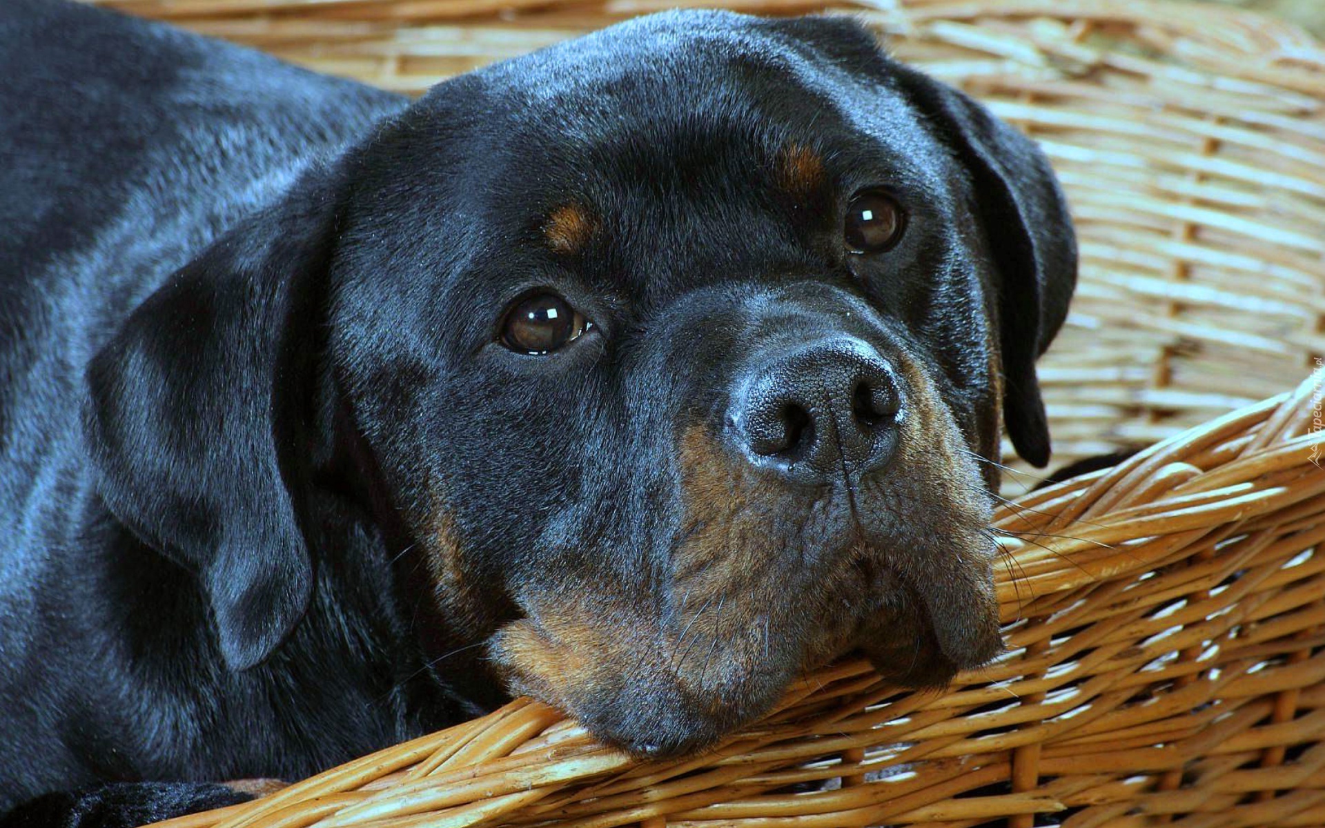 Rottweiler, Koszyk