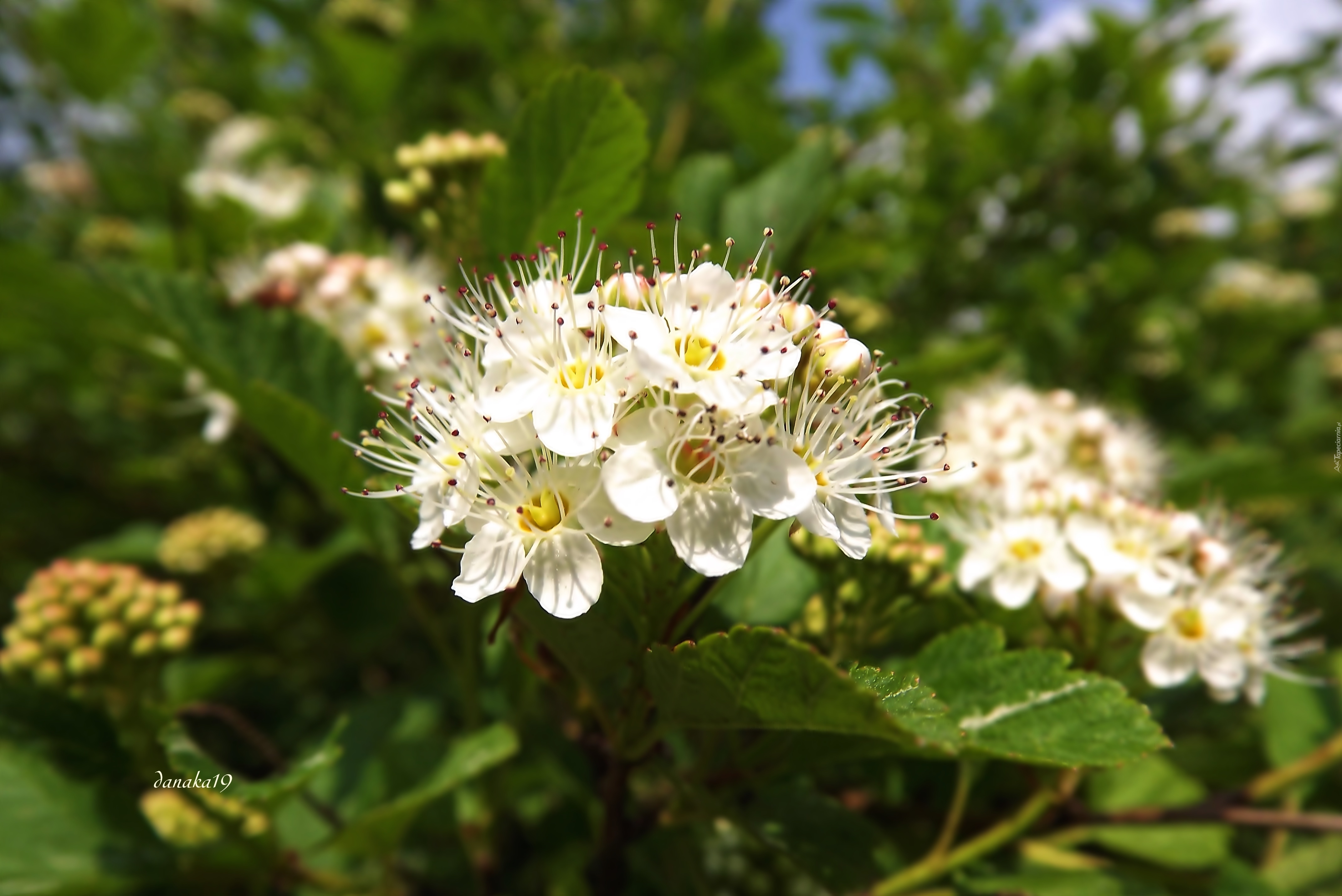 Tawula Japonska Biale Kwiaty Makro