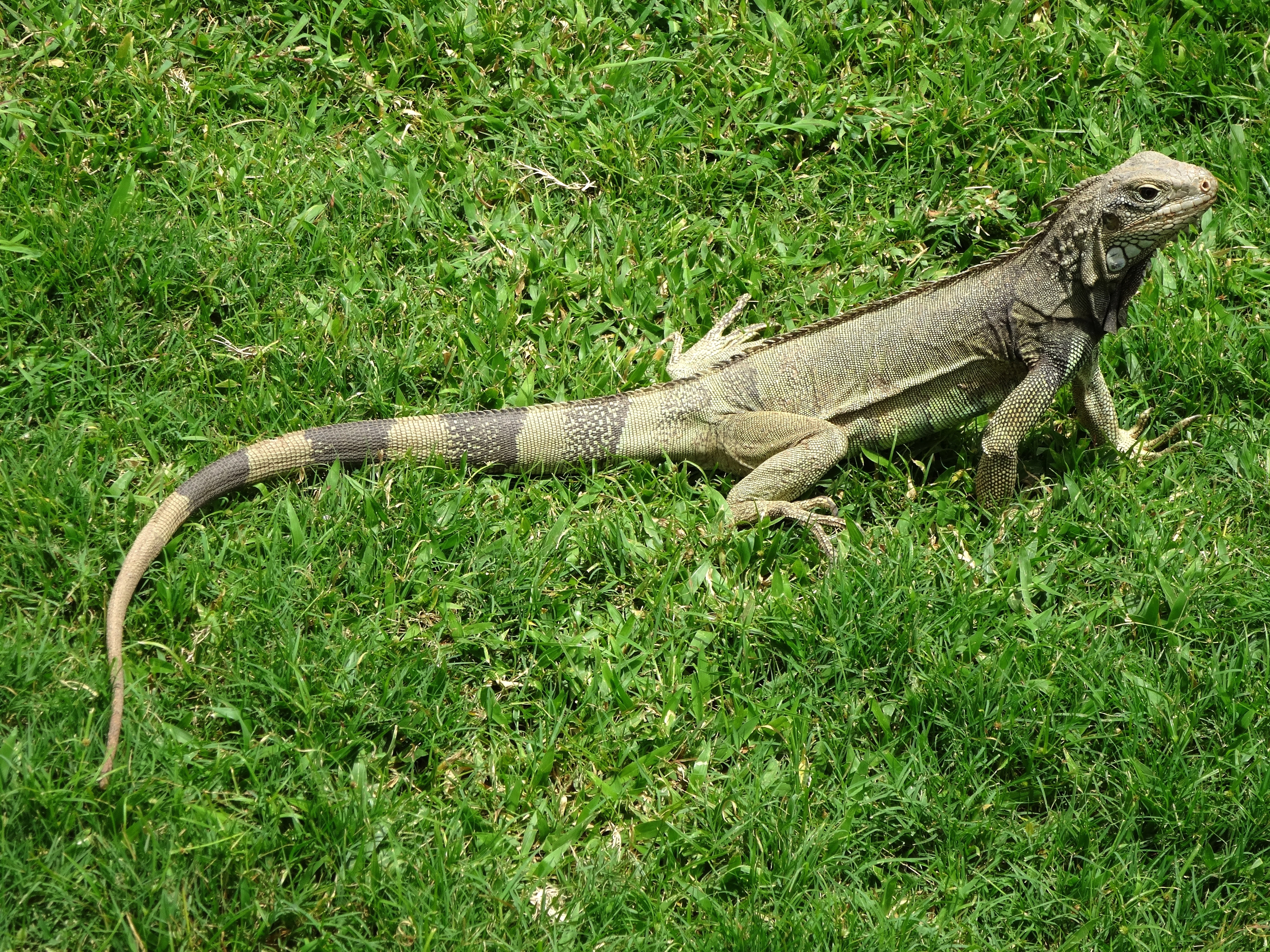 Jaszczurka, Iguana, Trawa