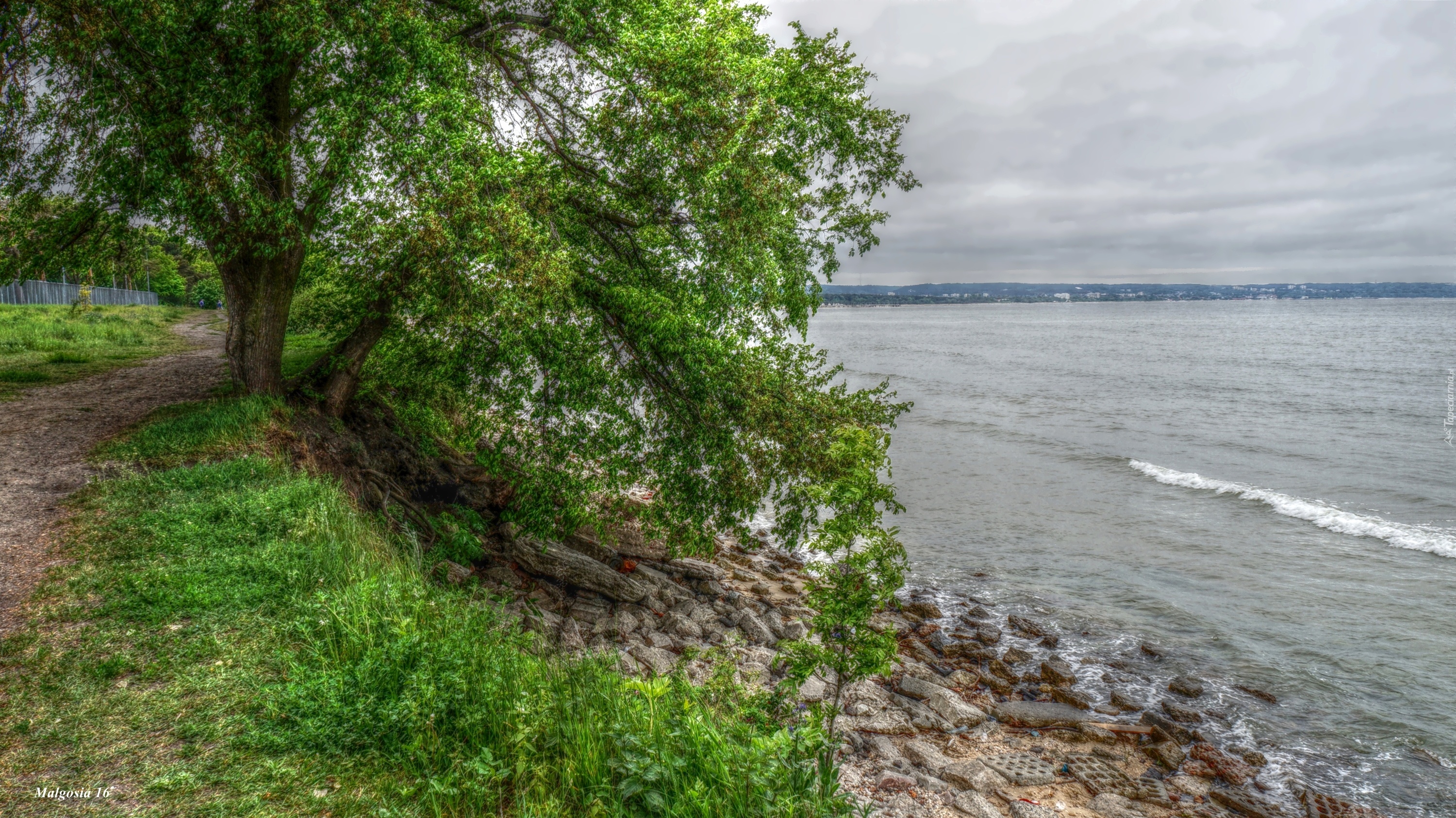 Drzewo, Wybrzeże, Morze, Kamienie, HDR