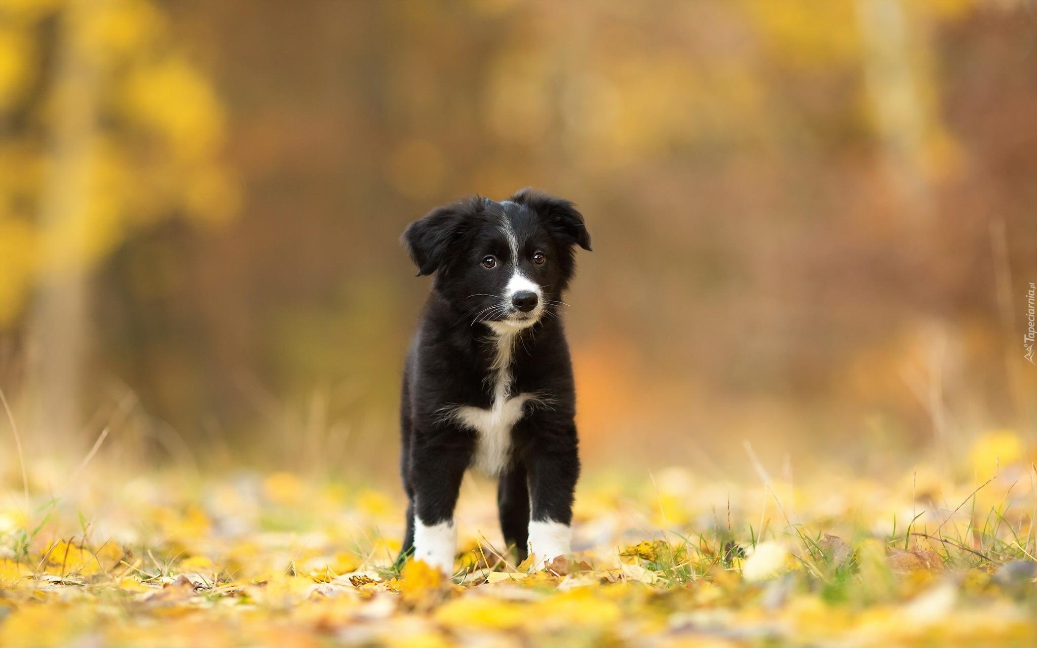 Pies, Szczeniak, Border collie