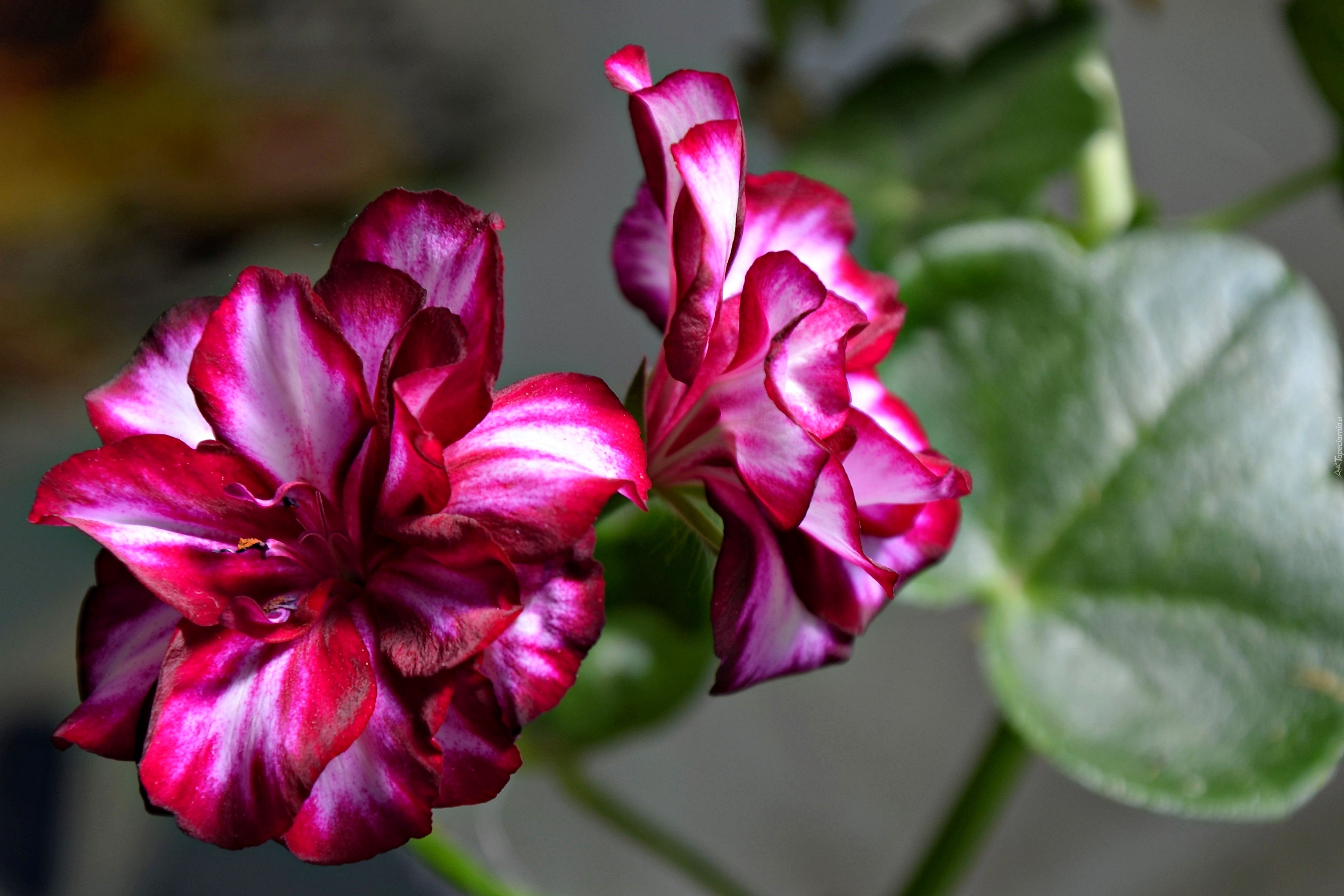 Pelargonia, Kwiat