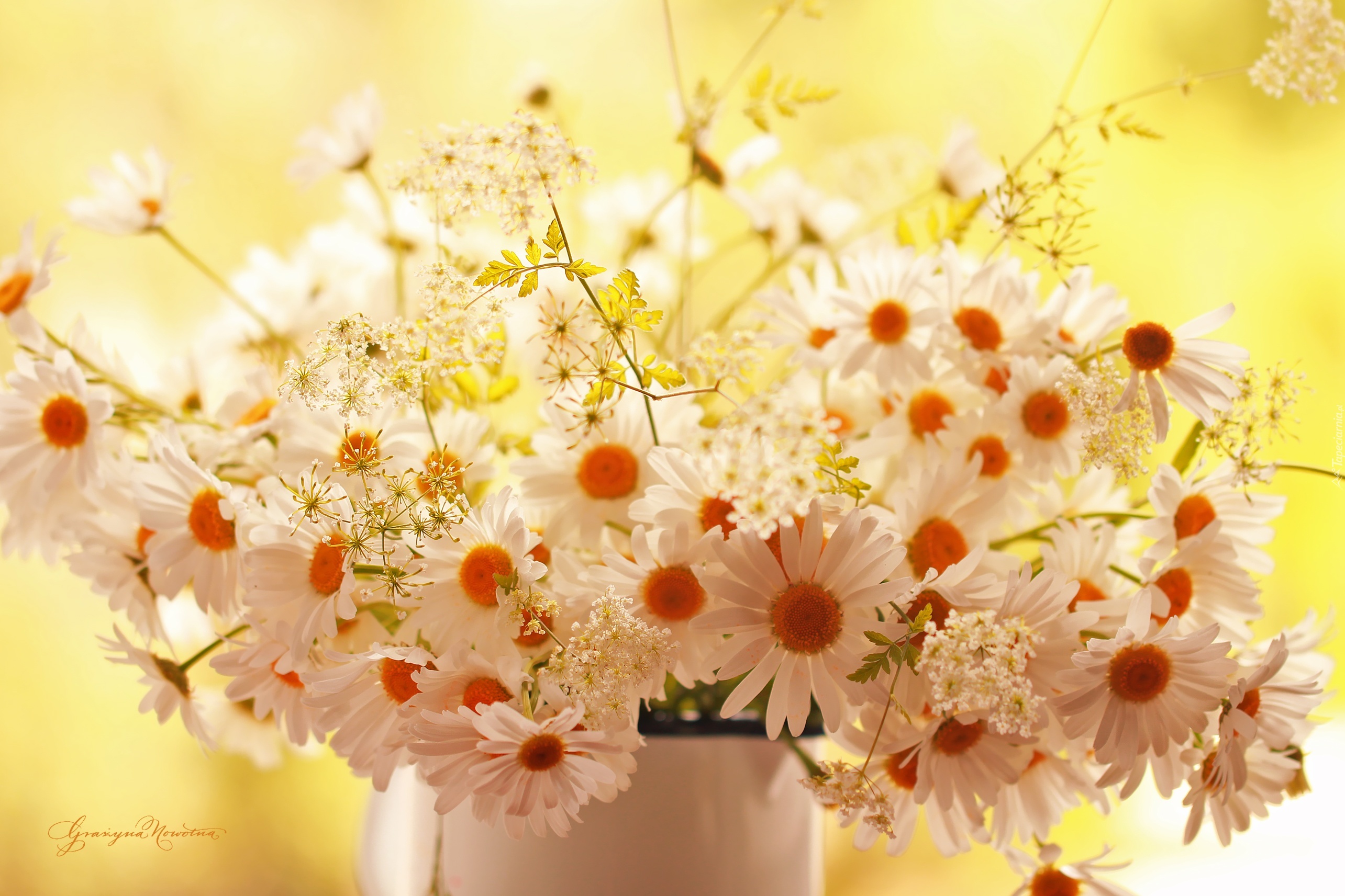 Margerytki, Bukiet, Kwiatów, Białych