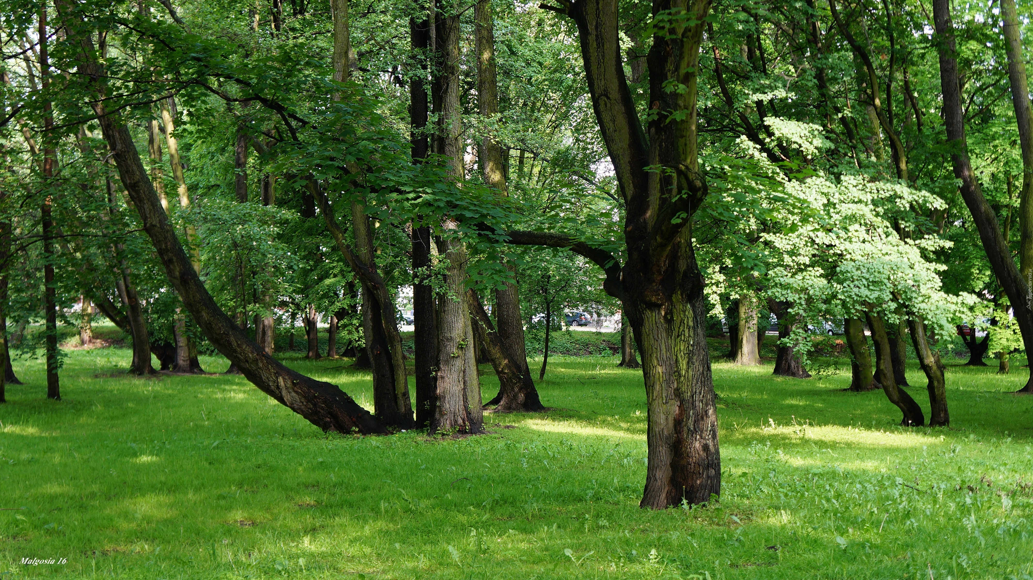 Polska, Gdańsk, Park Jelitkowski, Drzewa, Trawnik, Zieleń