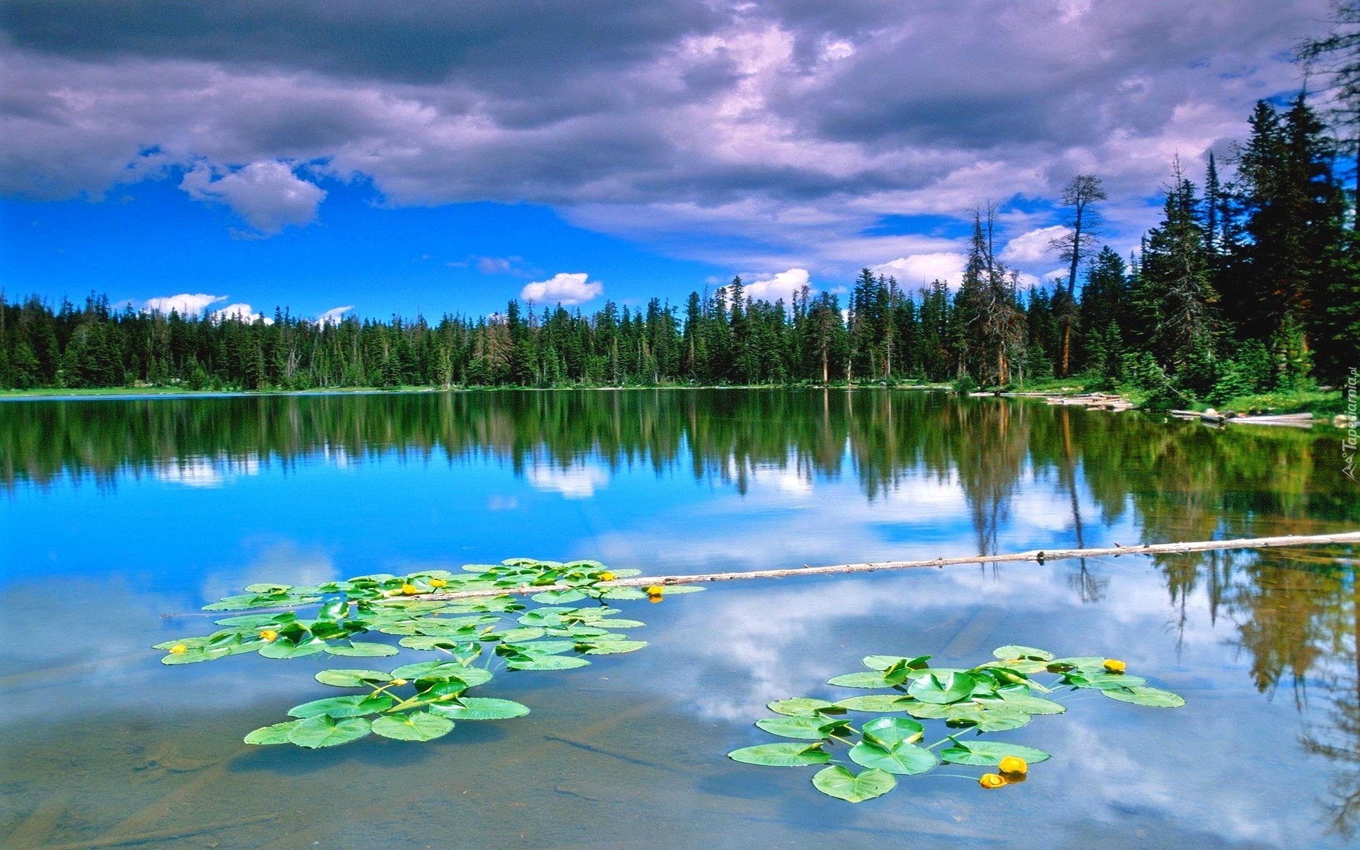 Водная система озер. Гейзерное озеро Алтай. Озеро Селигер кувшинки. Анютины озера Алтай. Озеро Вест Уотер.