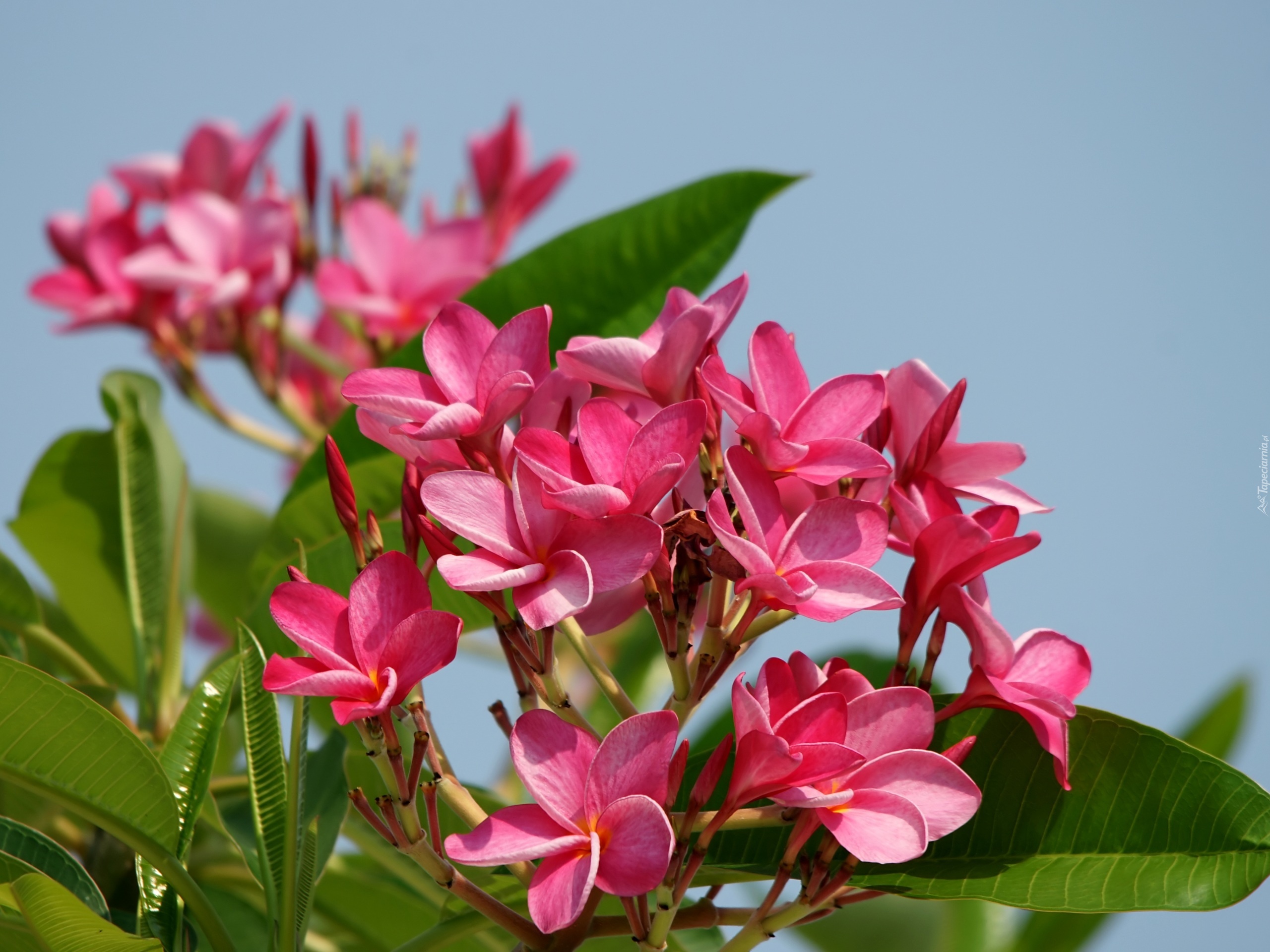 Różowa, Plumeria, Niebo