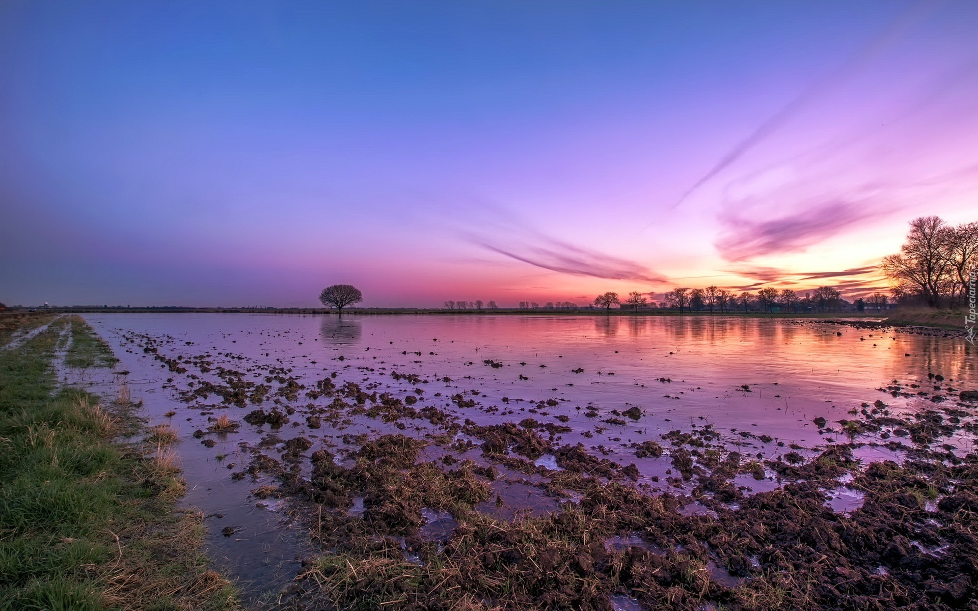 Bagno, Drzewa, Zachód, Słońca