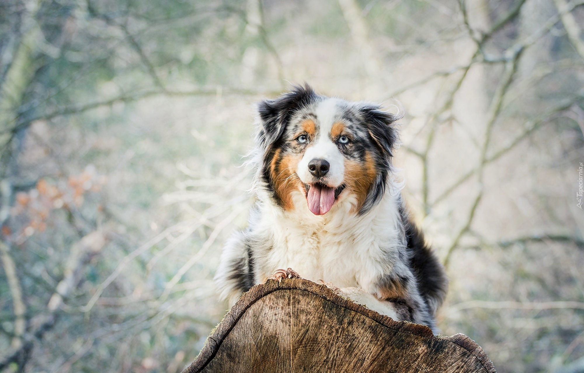 Owczarek australijski-australian shepherd