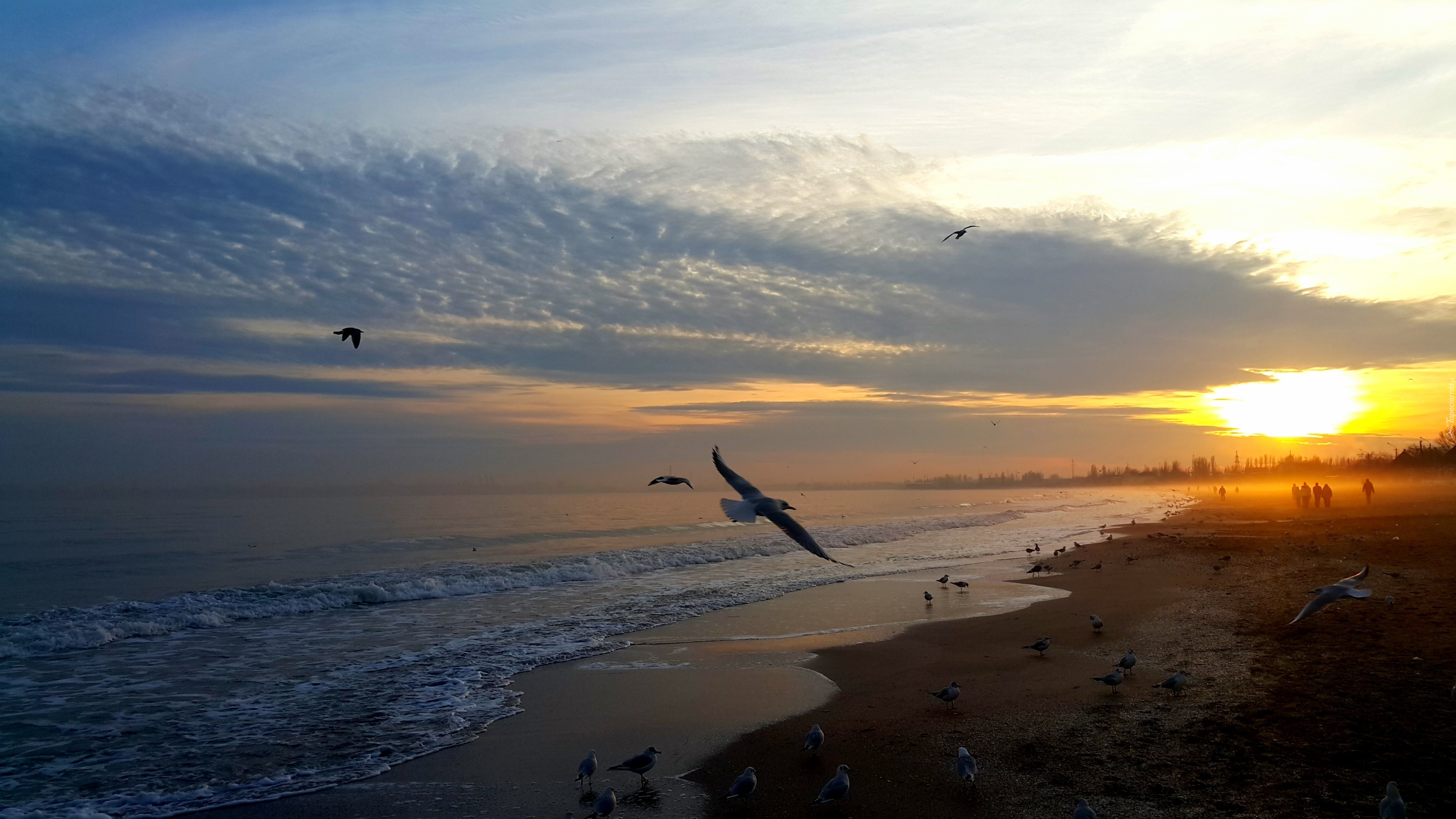 Morze, Plaża, Zachód Słońca, Ptaki
