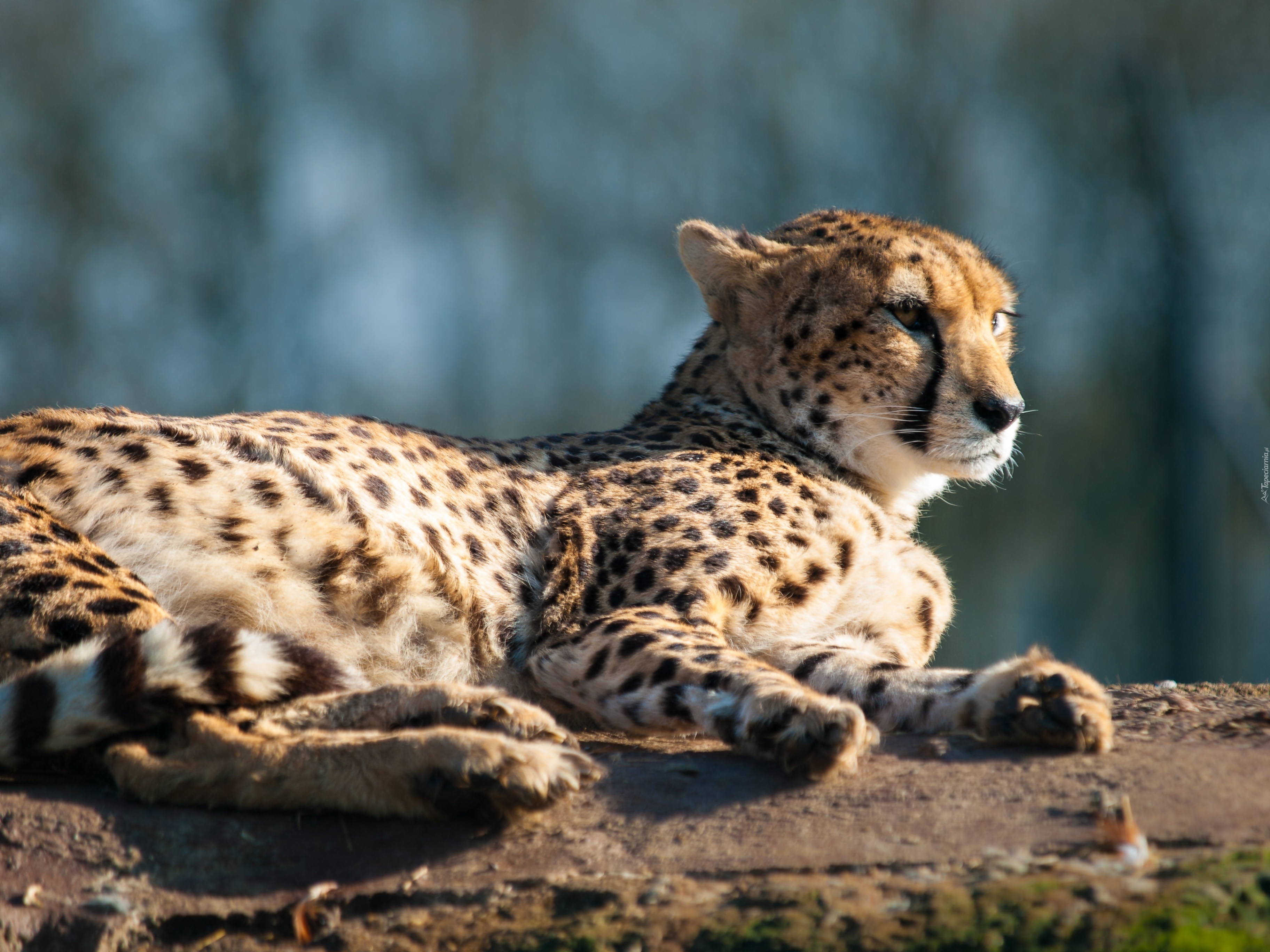 Leżący, Gepard