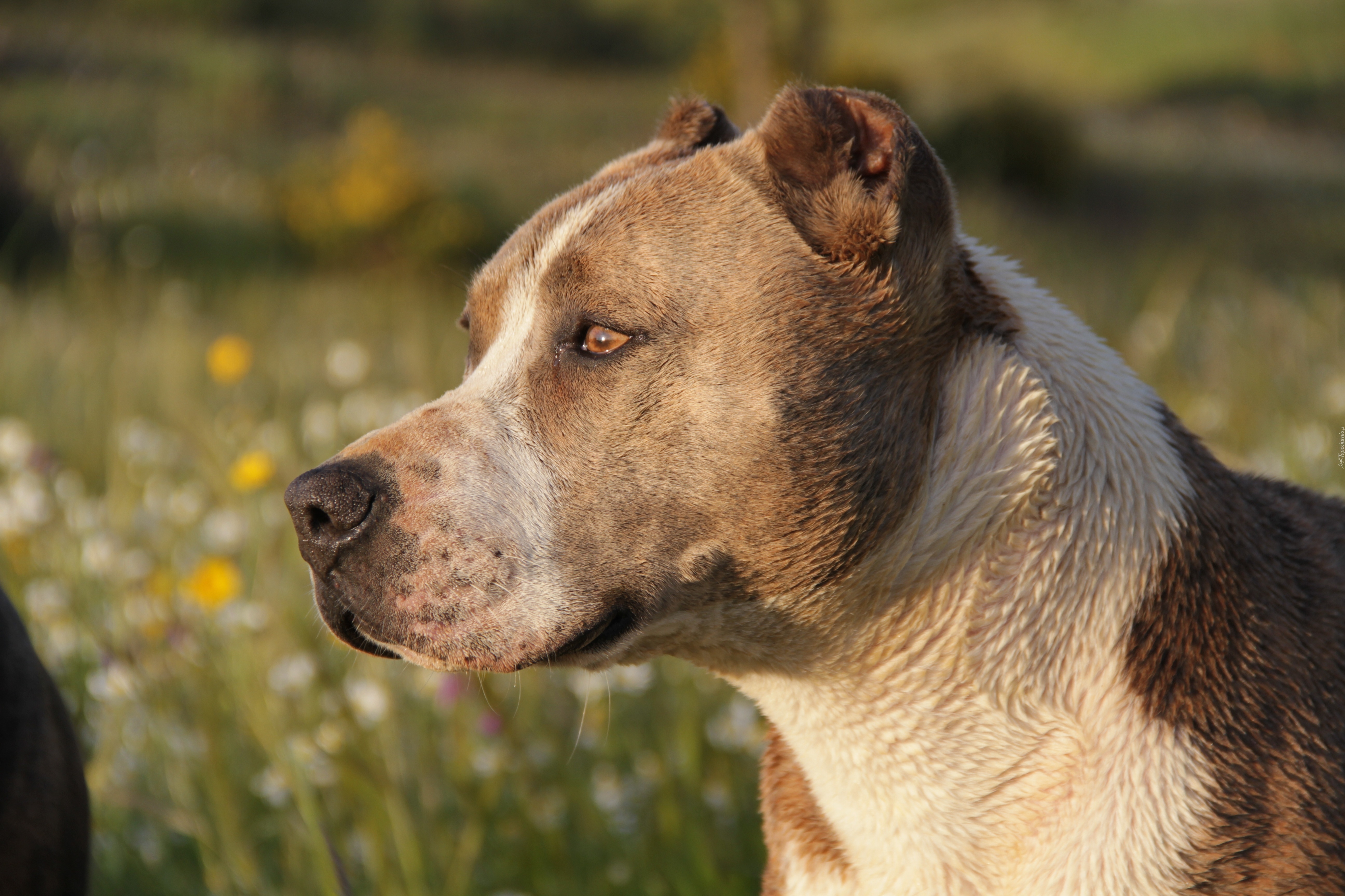 Pies, Pit, Bull