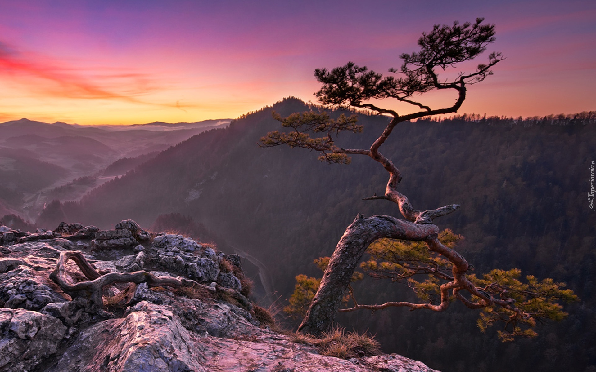 Góry, Skała, Sosna, Niebo, Zachód Słońca, Sokolica, Pieniny