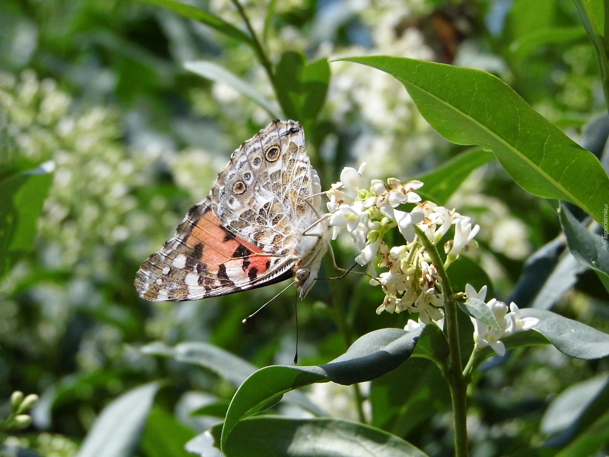 Motyl, Rusałka osetnik, Kwiat