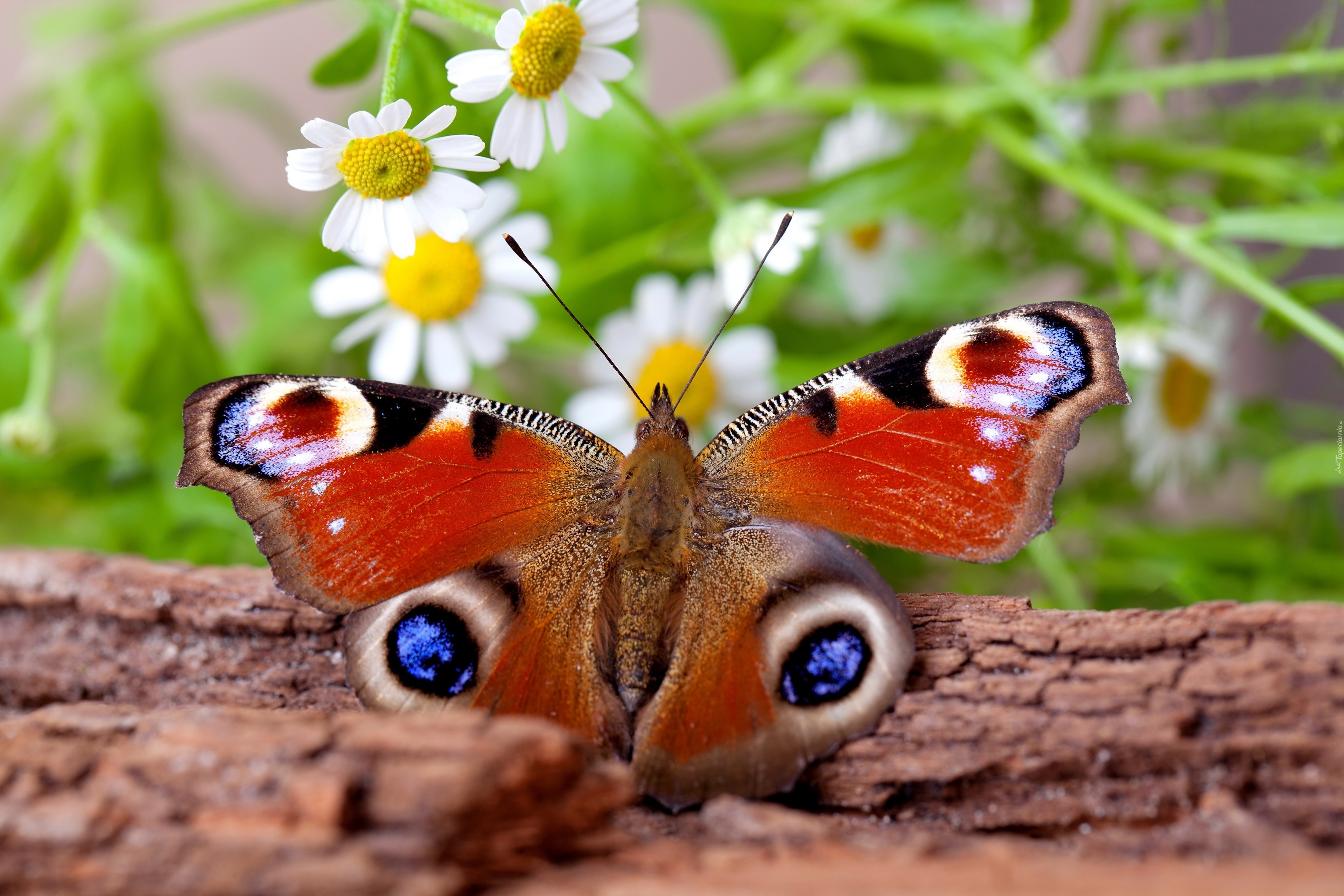 Piękny, Motyl, Rusałka, Pawik, Kwiaty, Pień, Drzewa