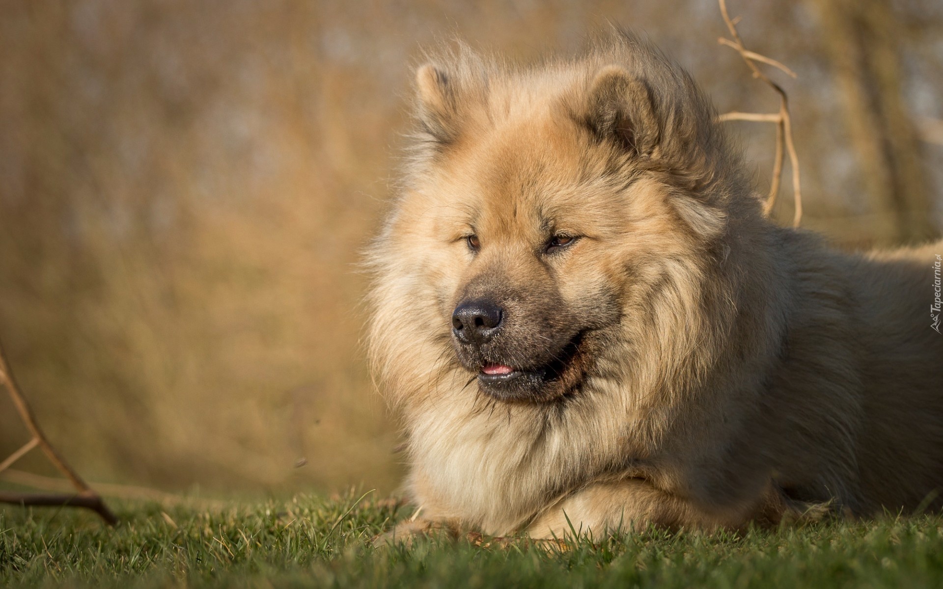 Leżący, Pies, Szpic eurasier