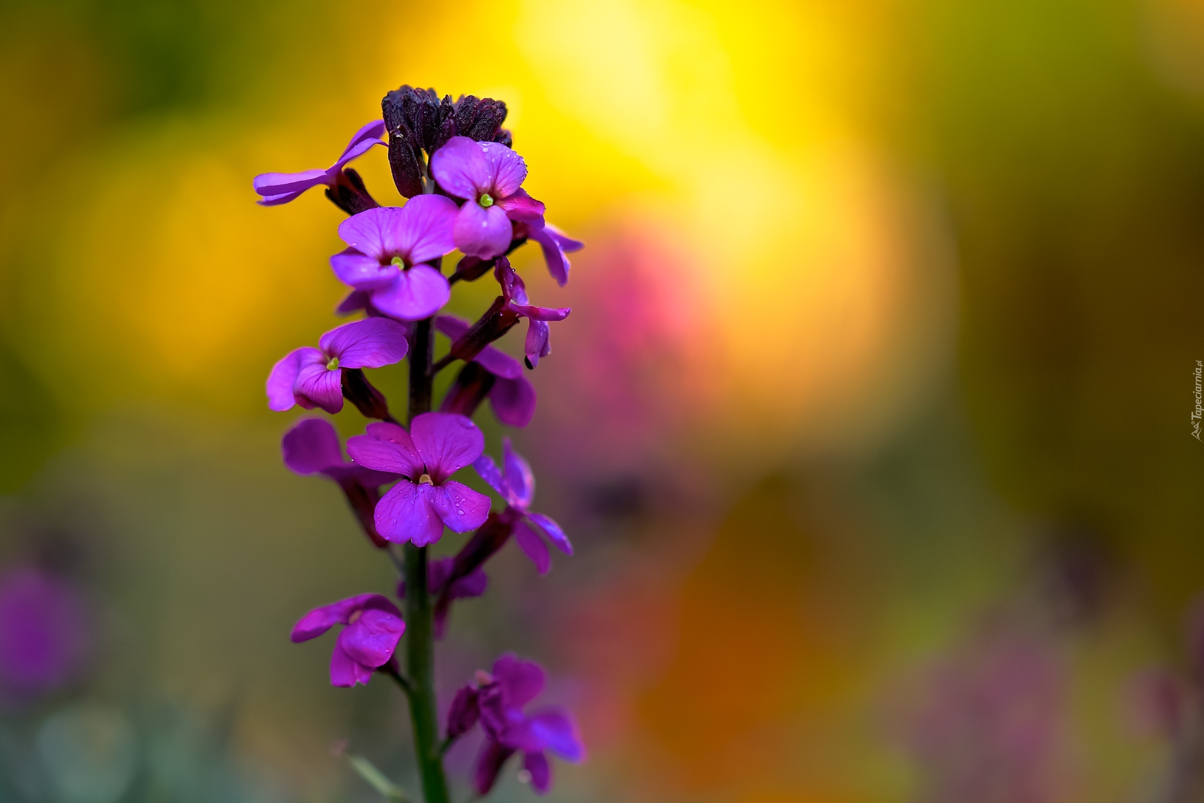 Kwiaty, Lunaria, Rosa