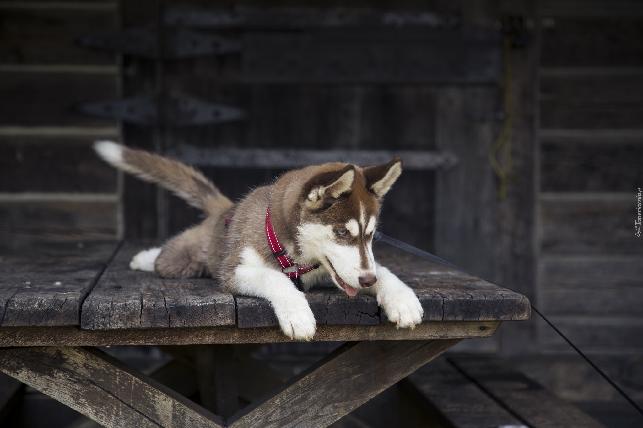 Pies, Siberian, Husky