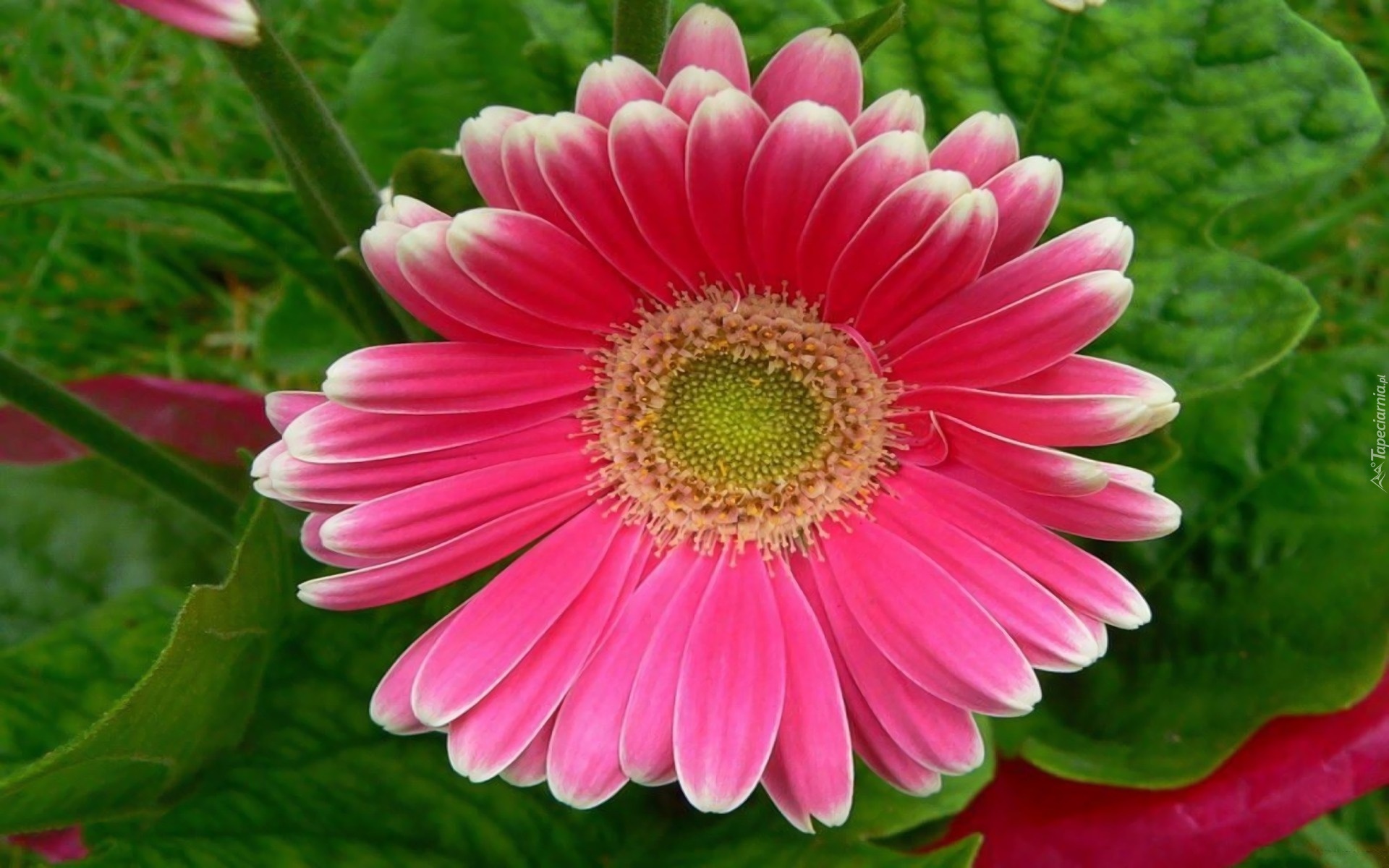 Różowa, Gerbera