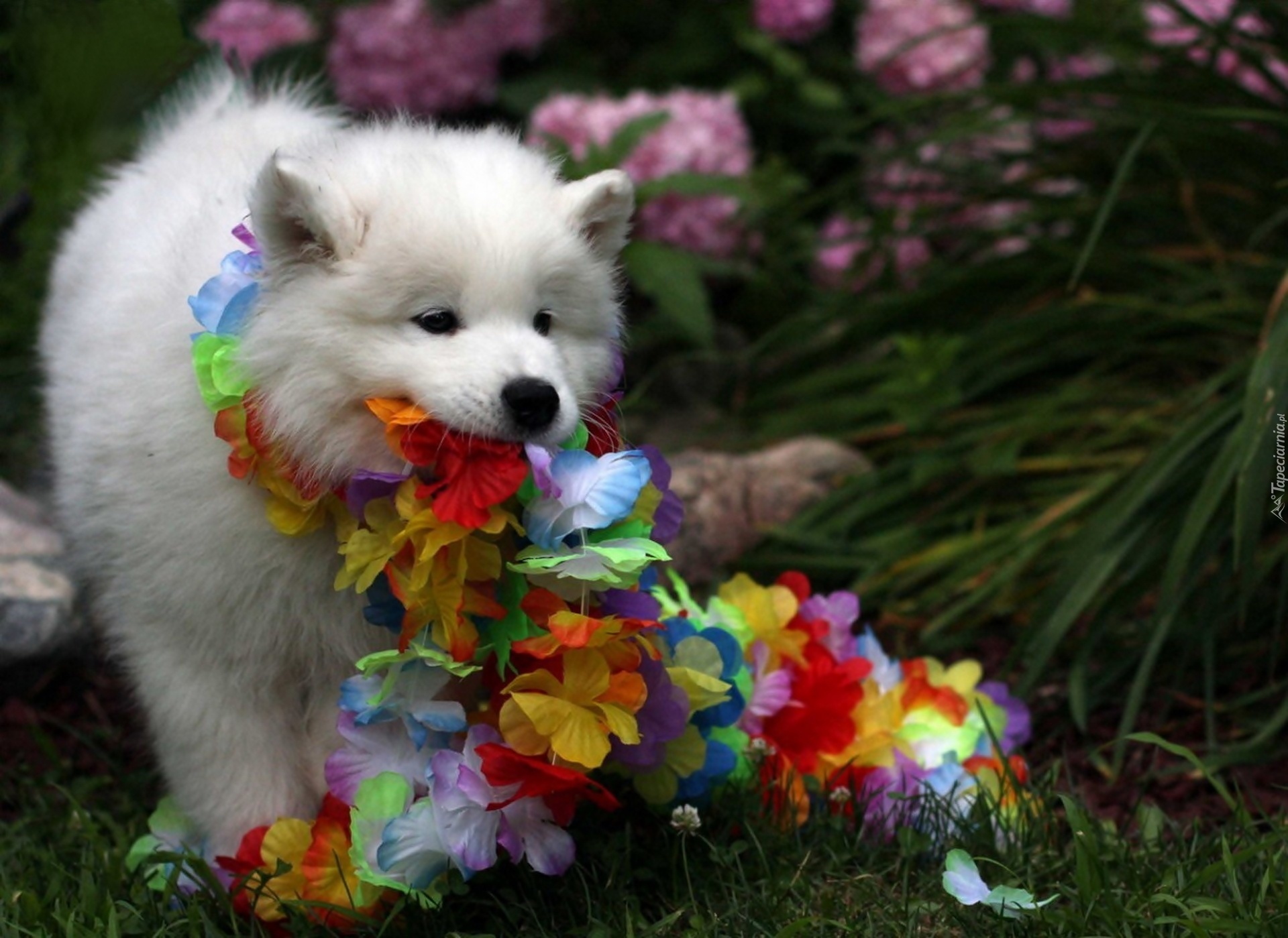 Samojed, Szczeniaczek, Zabawa, Kwiaty, Ogród