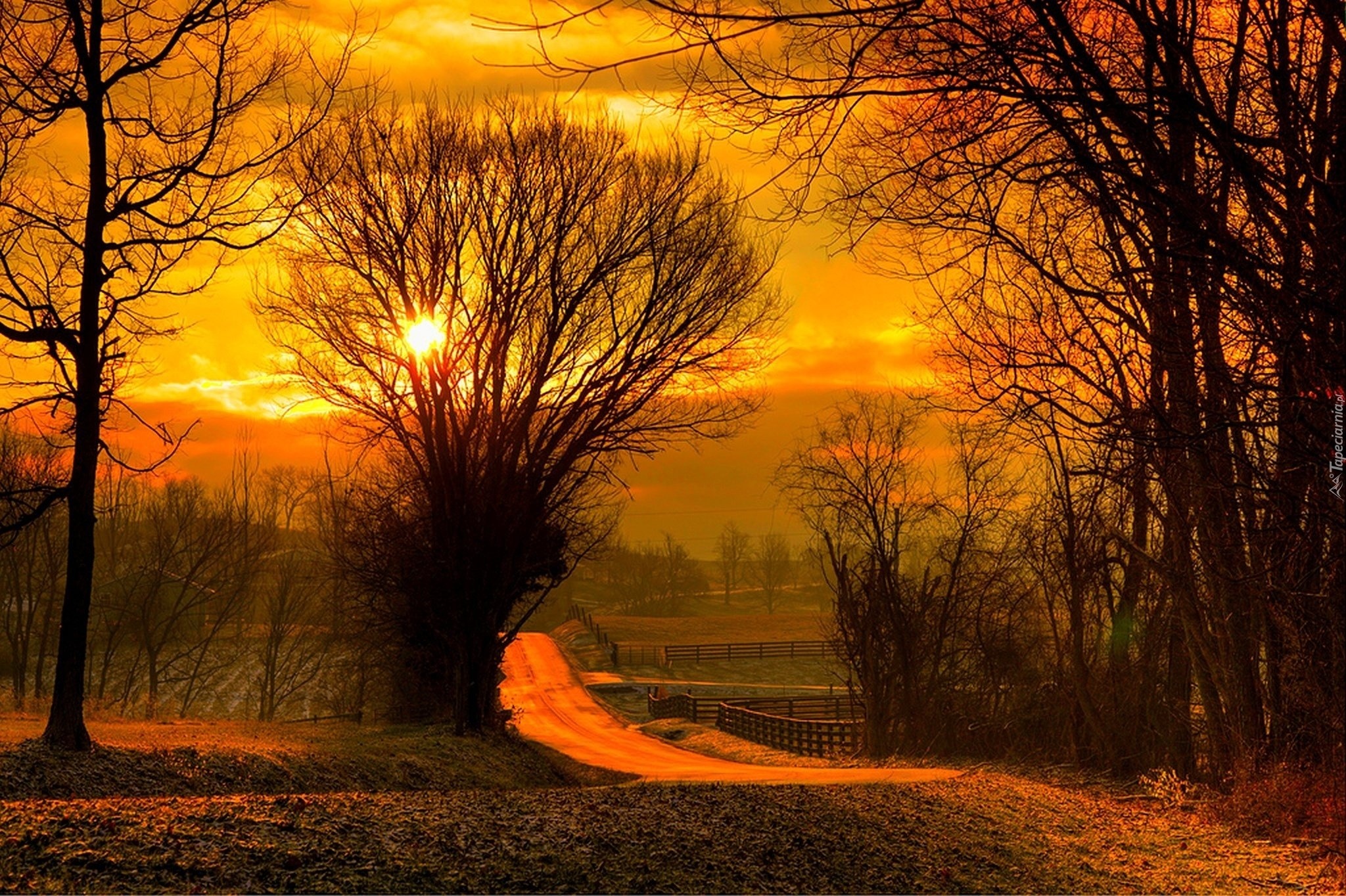 Droga, Zachód słońca, Drzewa