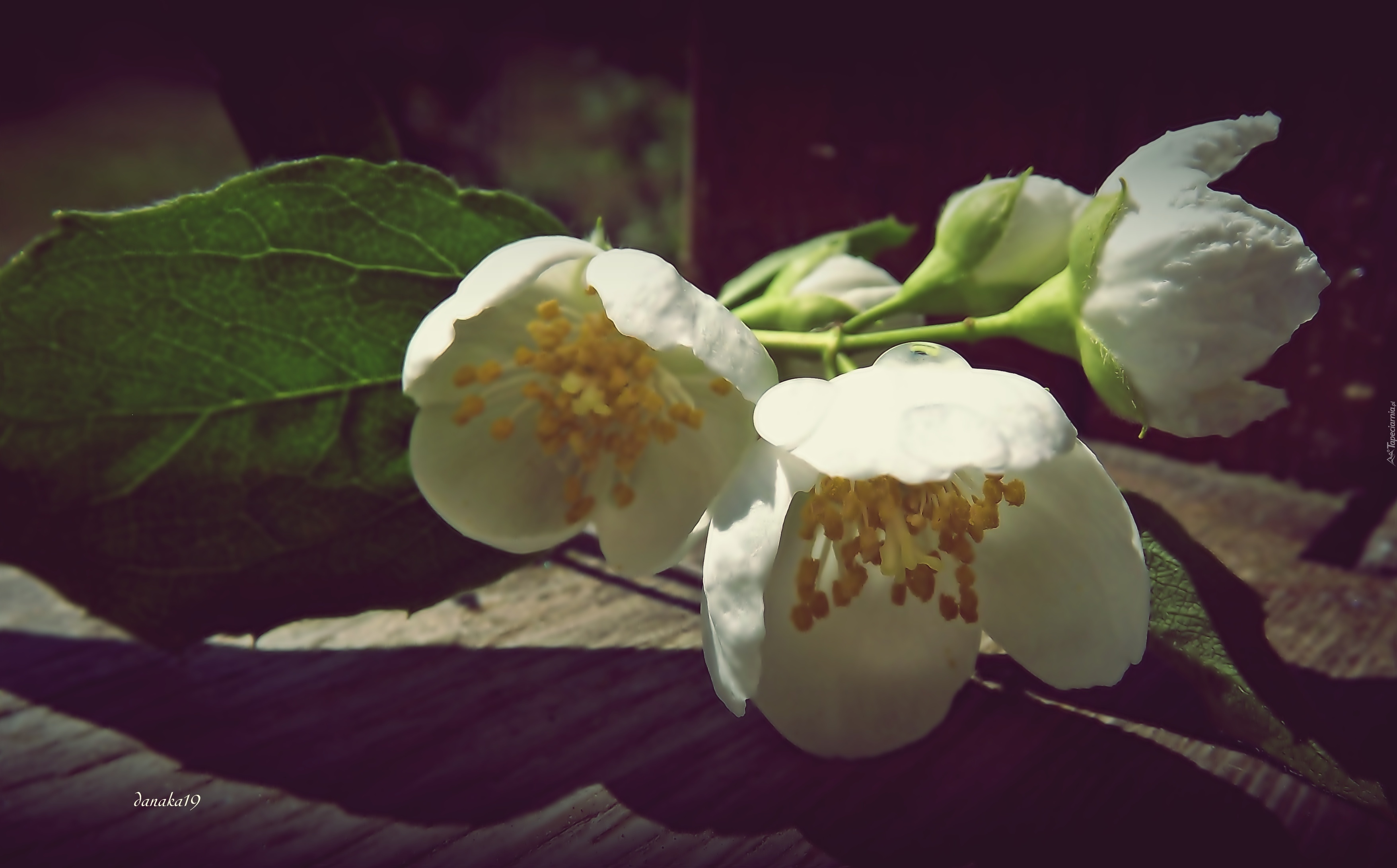 Gałązka, Jaśminu, Białe, Kwiaty
