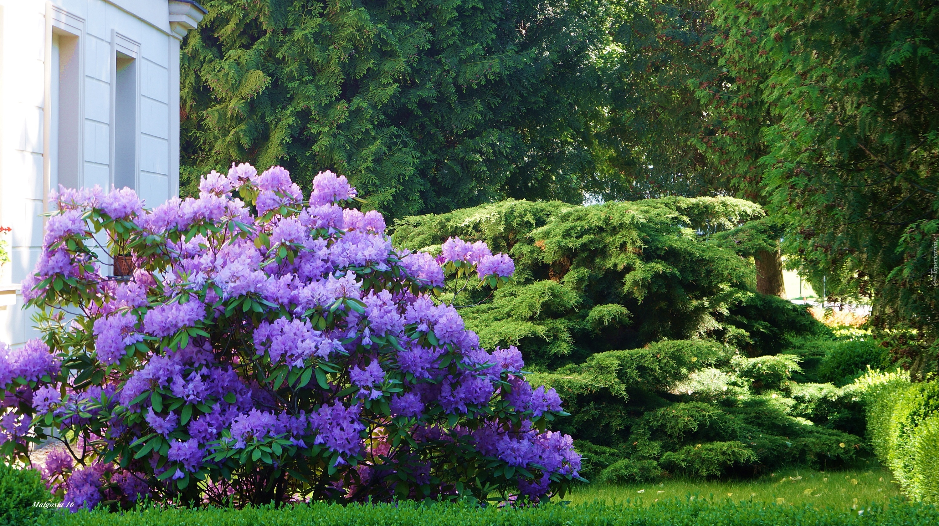 Ogród, Krzewy, Rododendron, Kwiaty, Zieleń