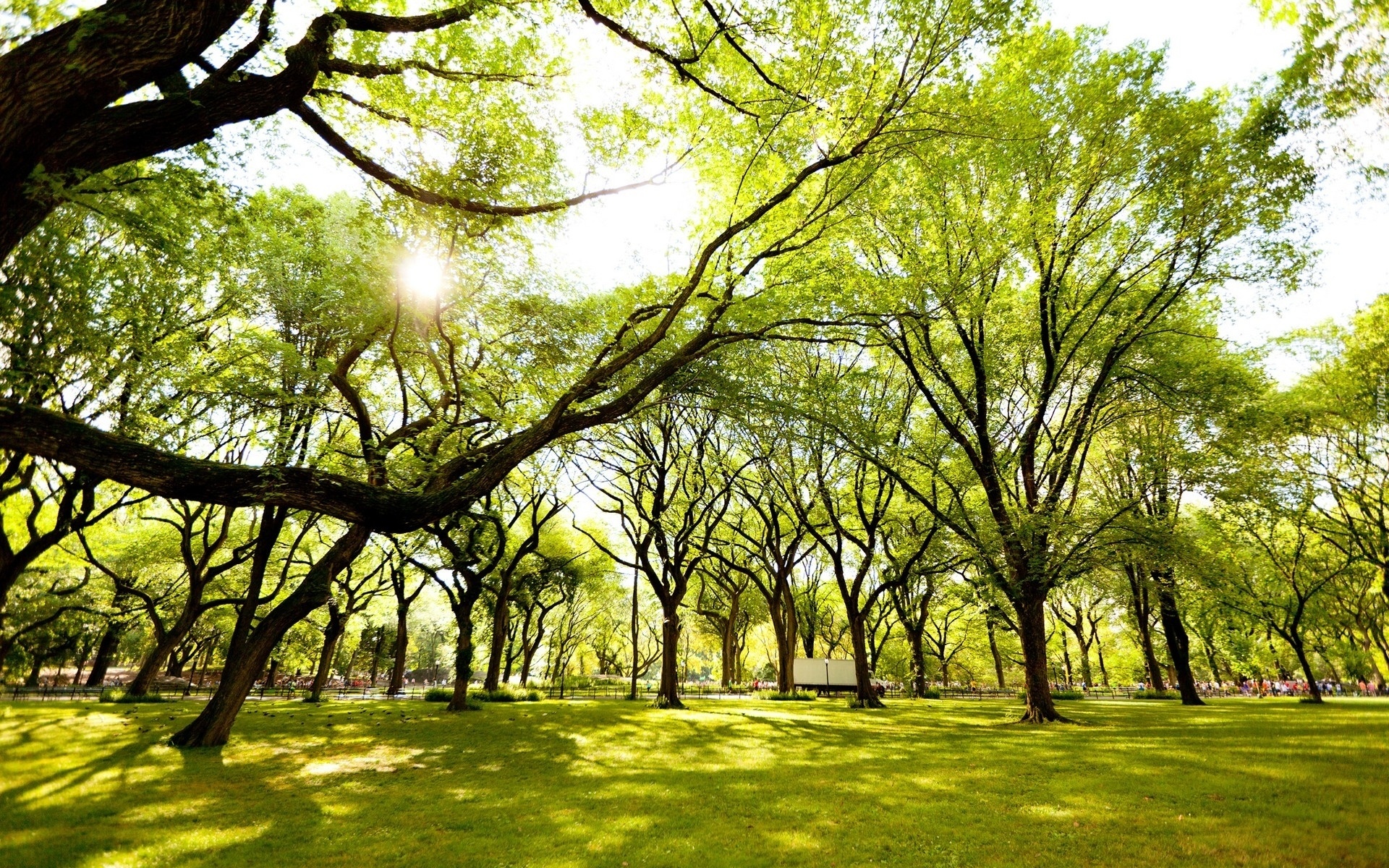 Słoneczko, Park, Zielone, Drzewa, Trawa