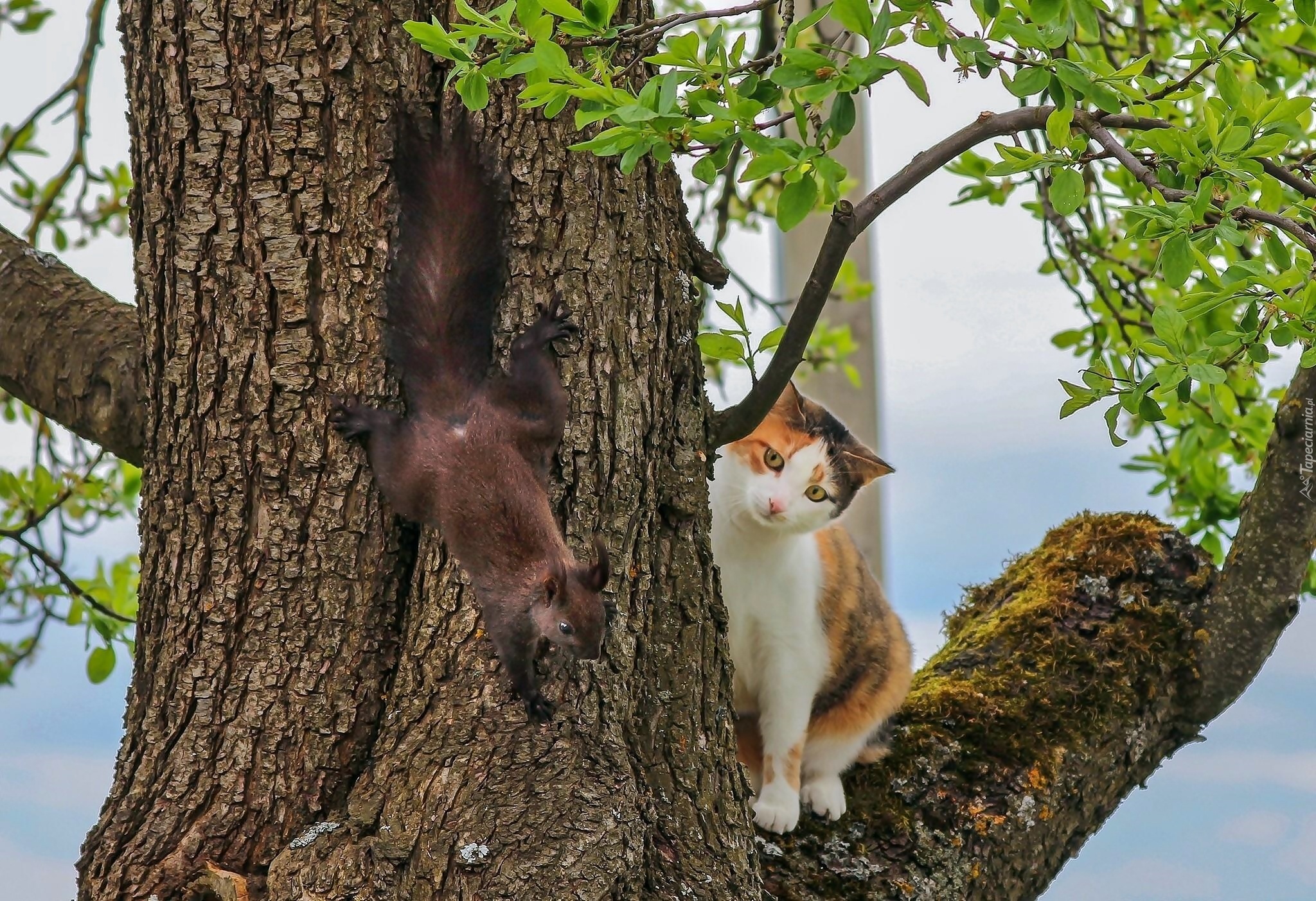 Кошка ест птицу. Кот и белка. Коты на деревьях. Котенок на дереве. Кошка булка.