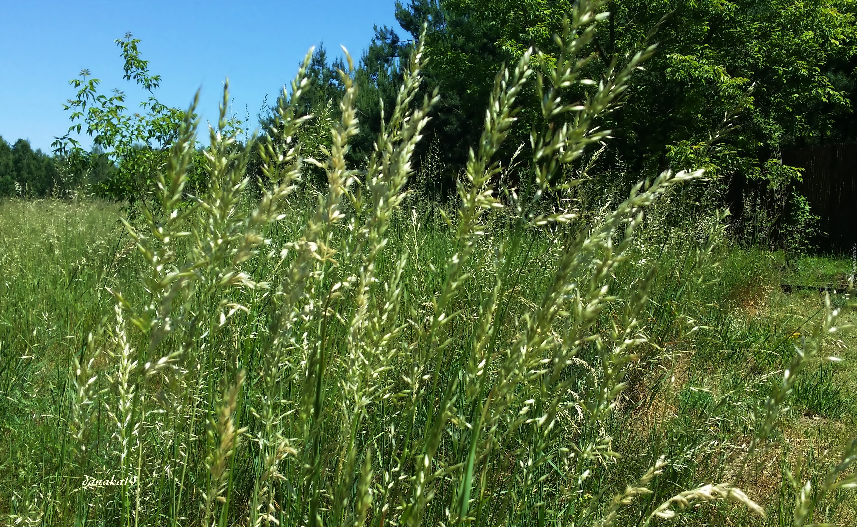 Zielone, Kłosy, Trawy