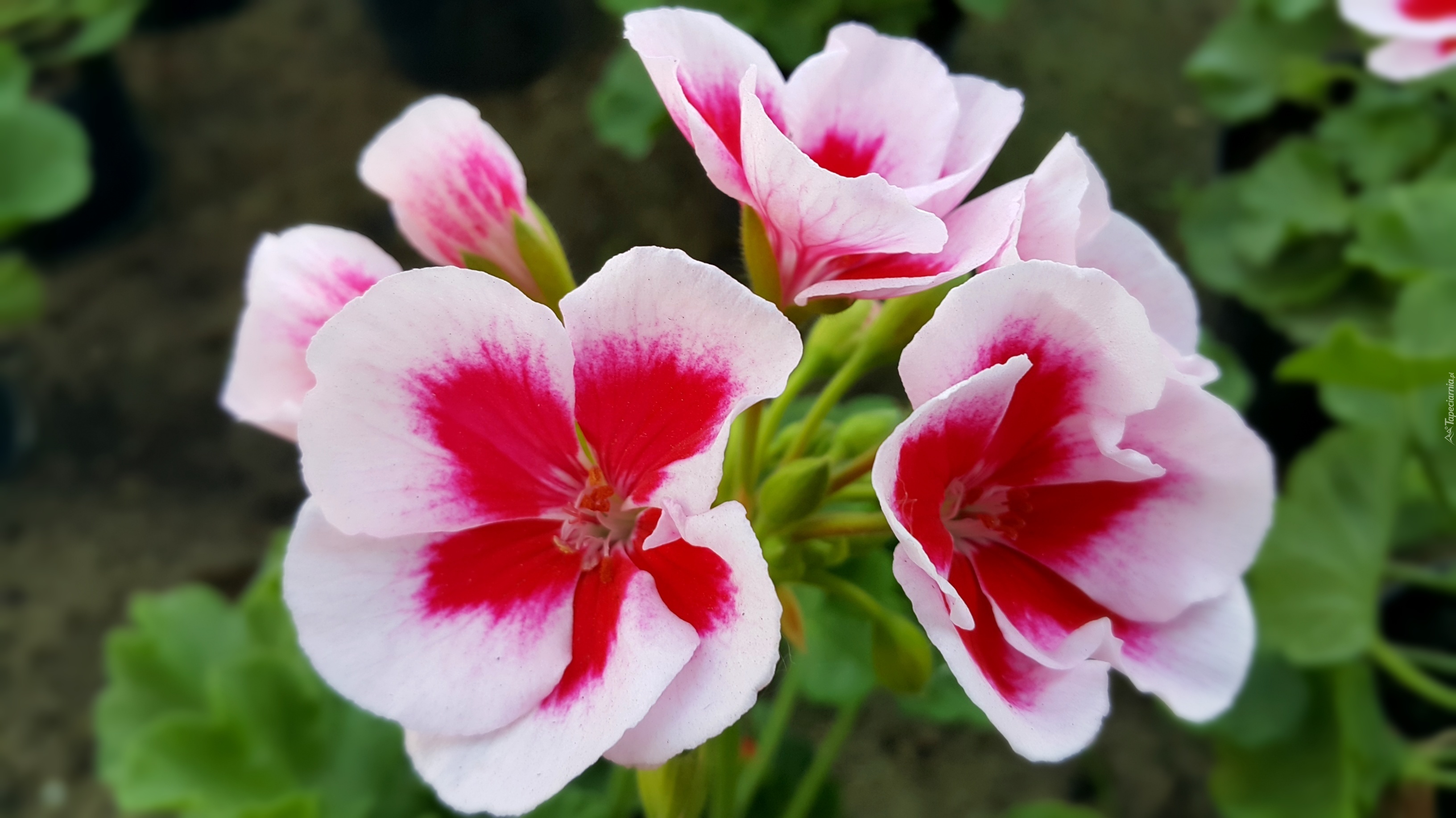 Biało, Czerwona, Pelargonia