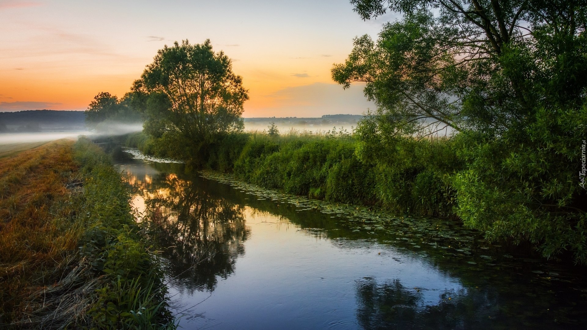 Rzeka, Drzewa, Mgła