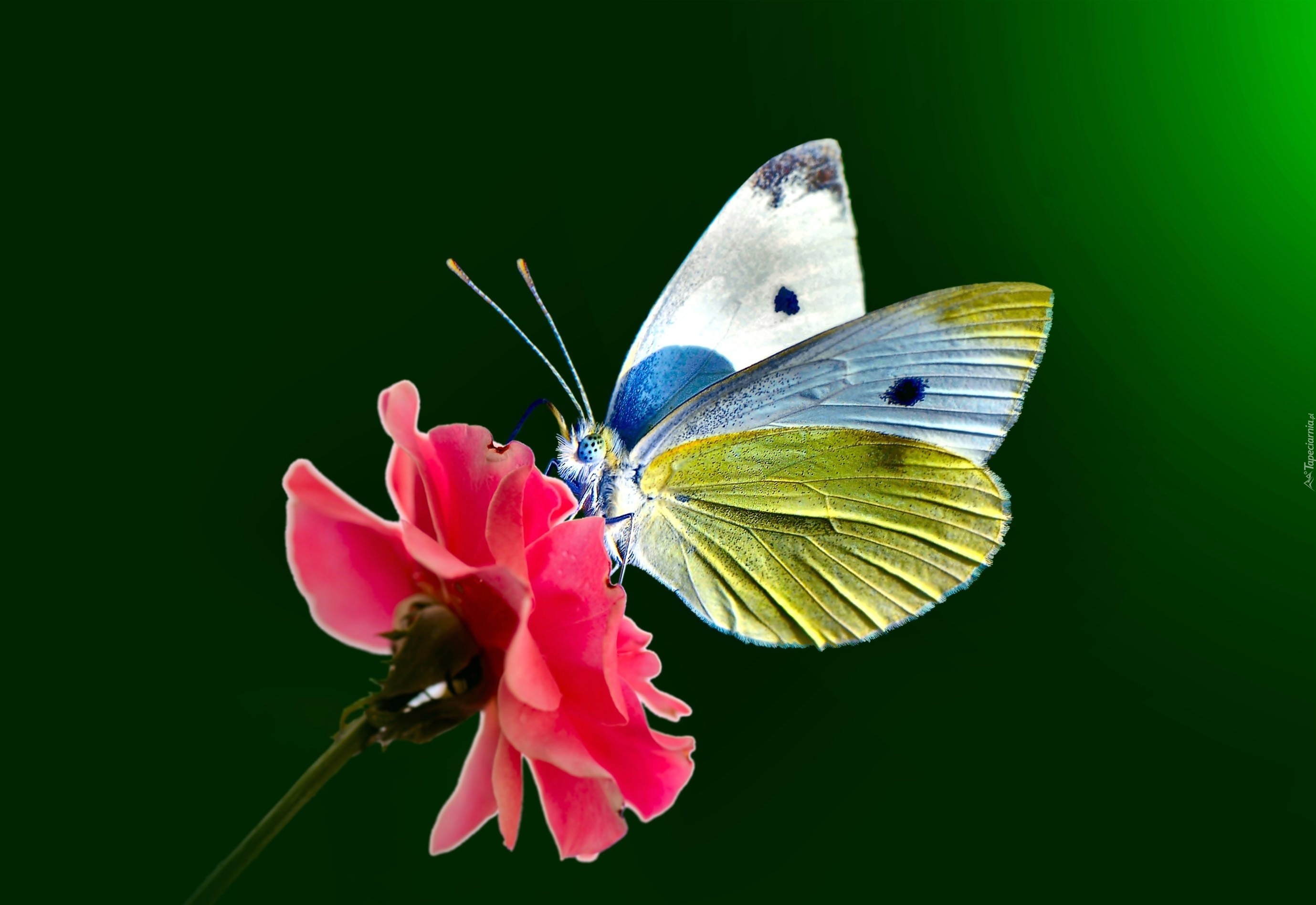 Motyl, Bielinek, Kwiat