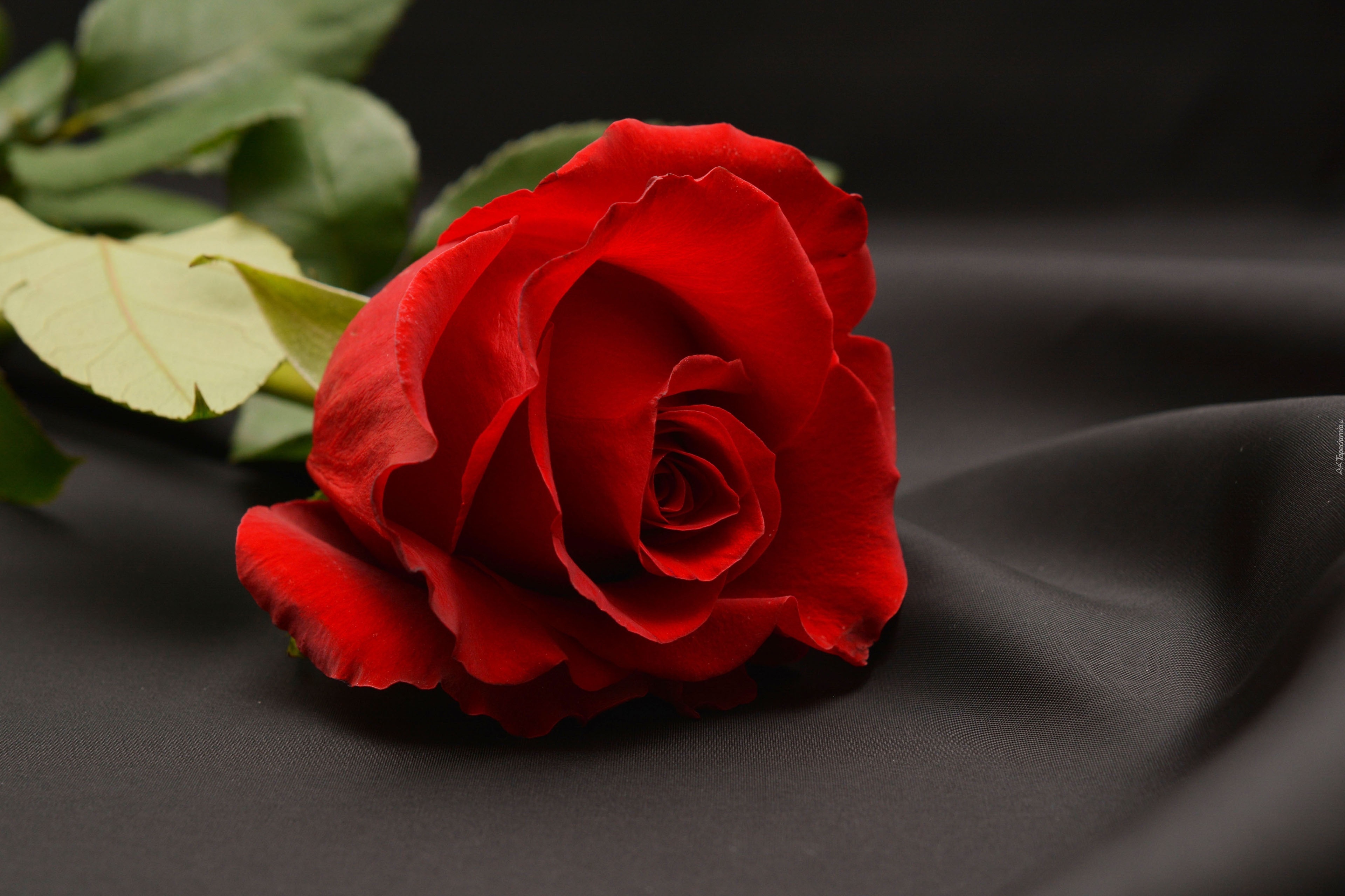 Видеть красные розы. Красные розы. Розы картинки. Красные розы фон. Цветы лежат.