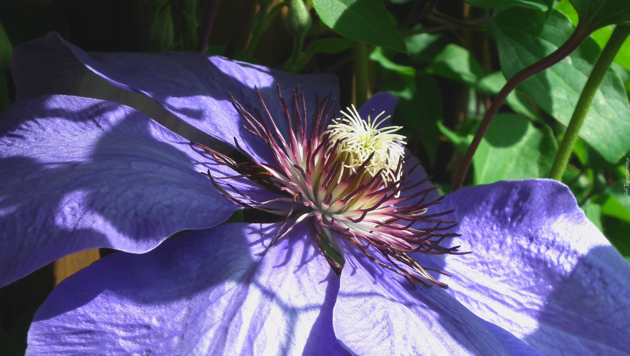 Przyroda, Kwiat, Clematis