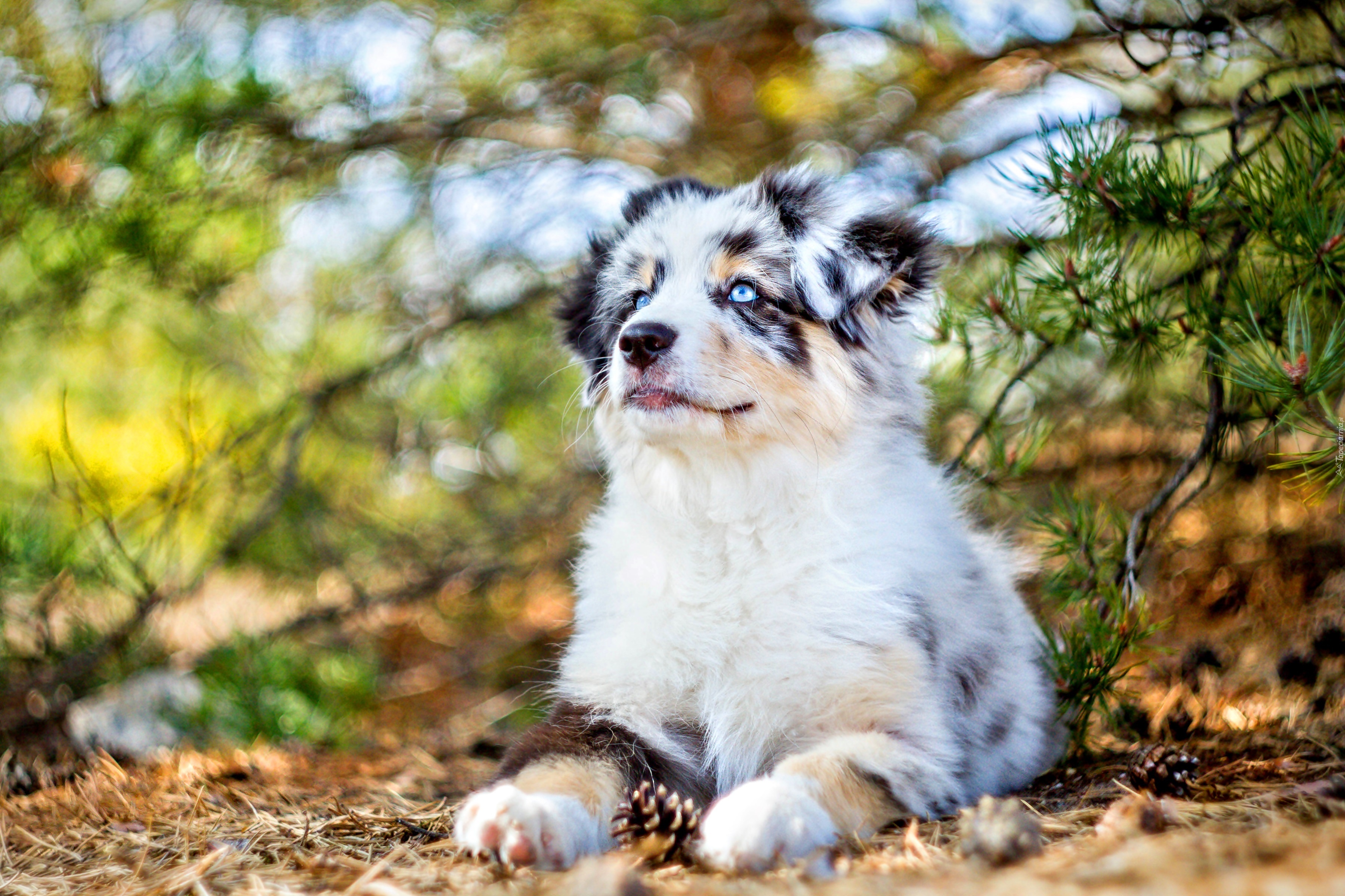 Szczeniak,  Owczarek australijski-australian shepherd