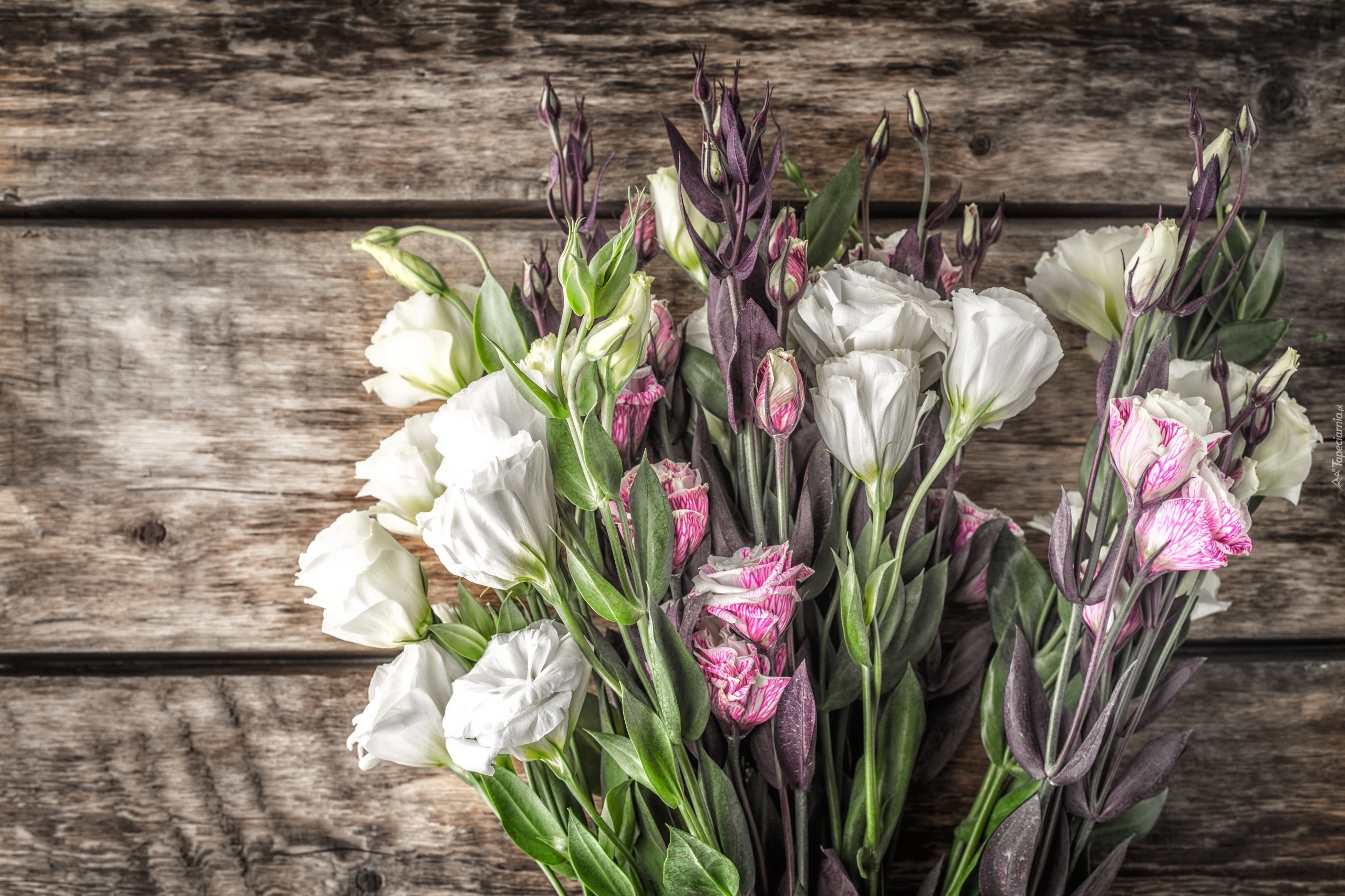 Kwiaty, Eustoma