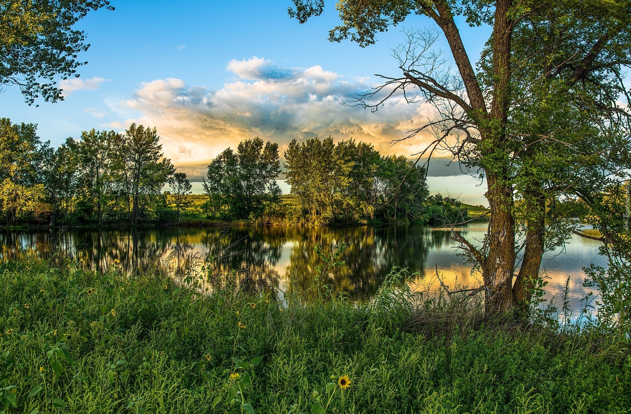 Jezioro, Łąka, Drzewa