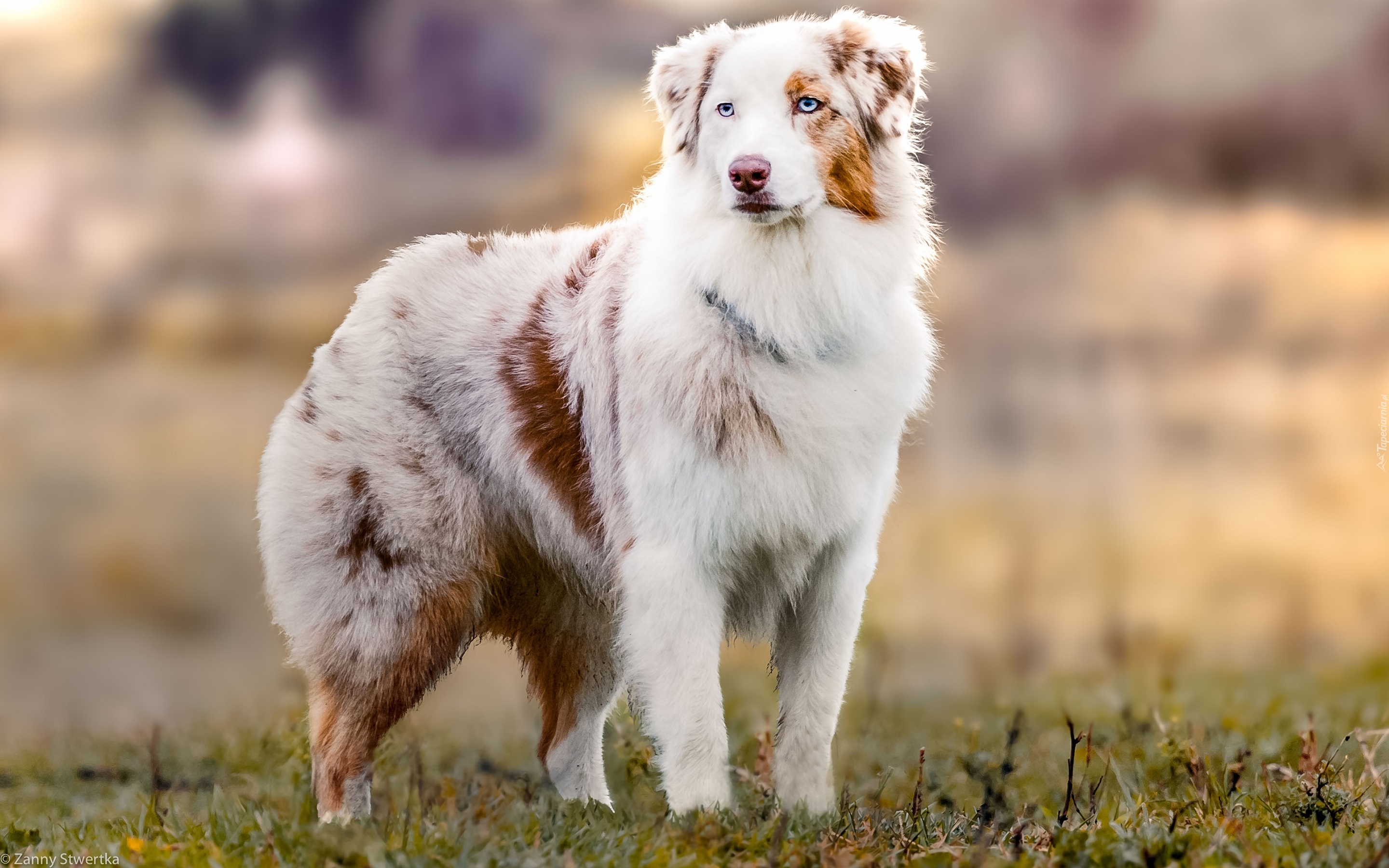 Pies, Pasterski,  Owczarek australijski-australian shepherd