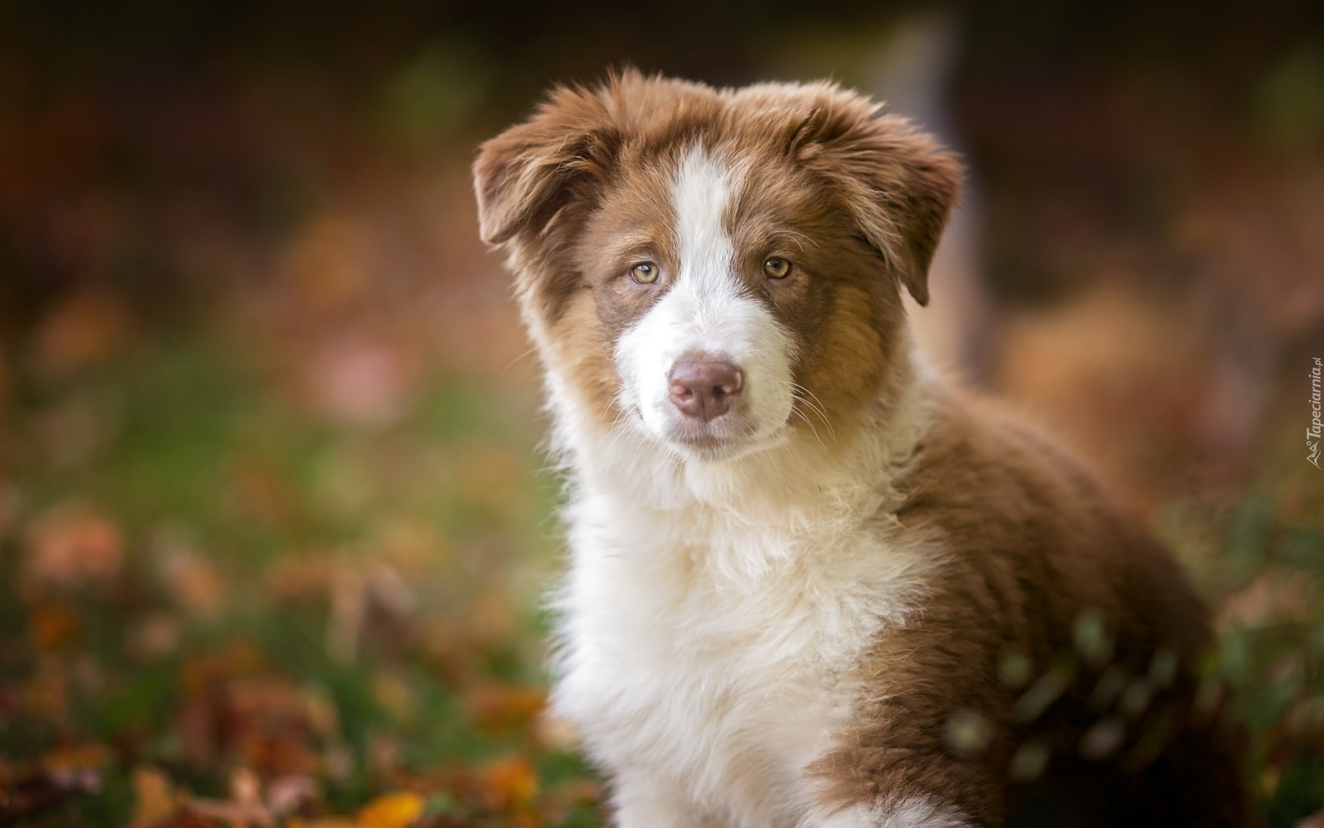 Szczeniak,  Owczarek australijski-australian shepherd