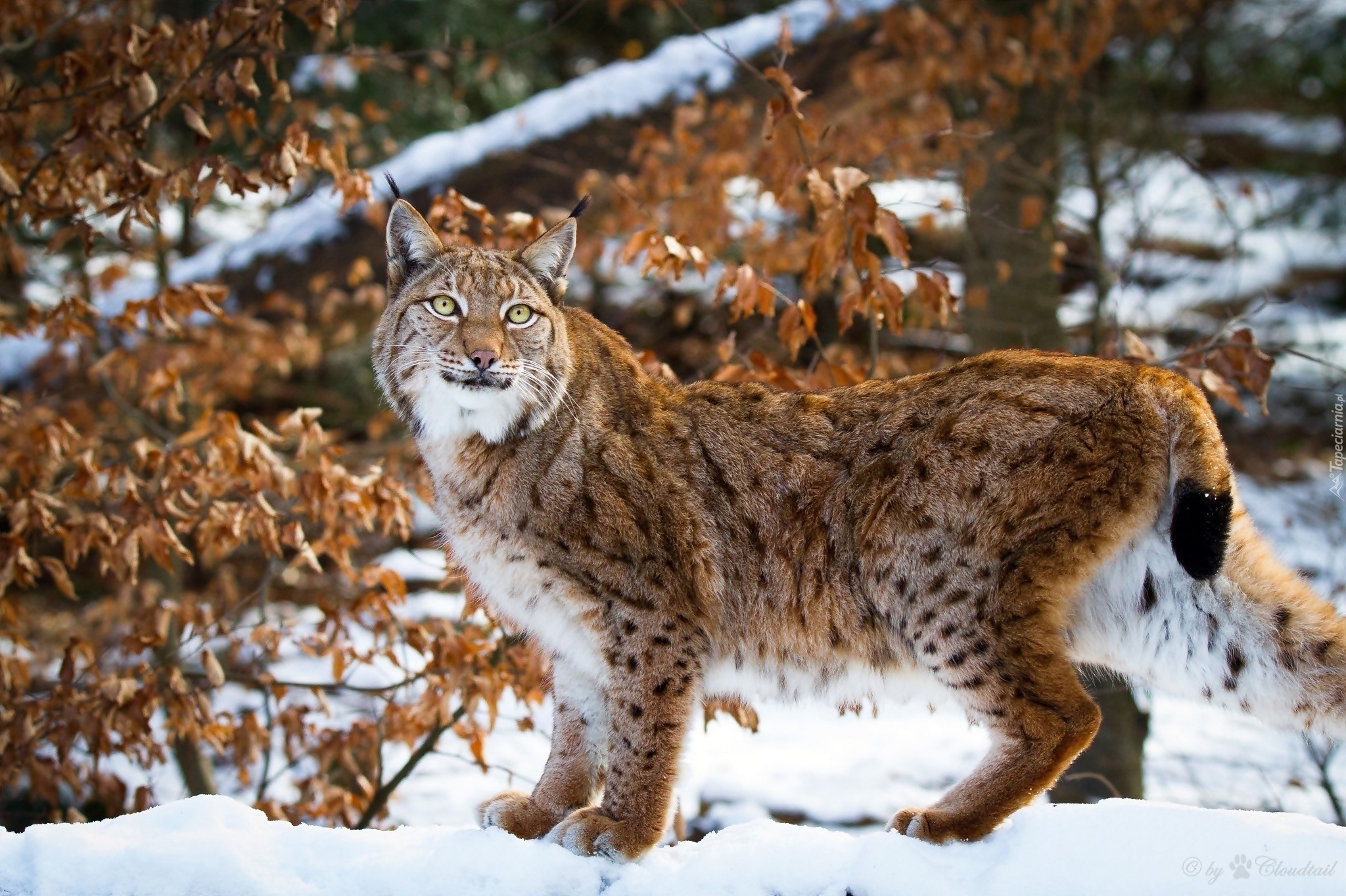 Lynx's. Сибирская Рысь. Обыкновенная Рысь. Рысь Дальневосточная. Рысь Лесная кошка.