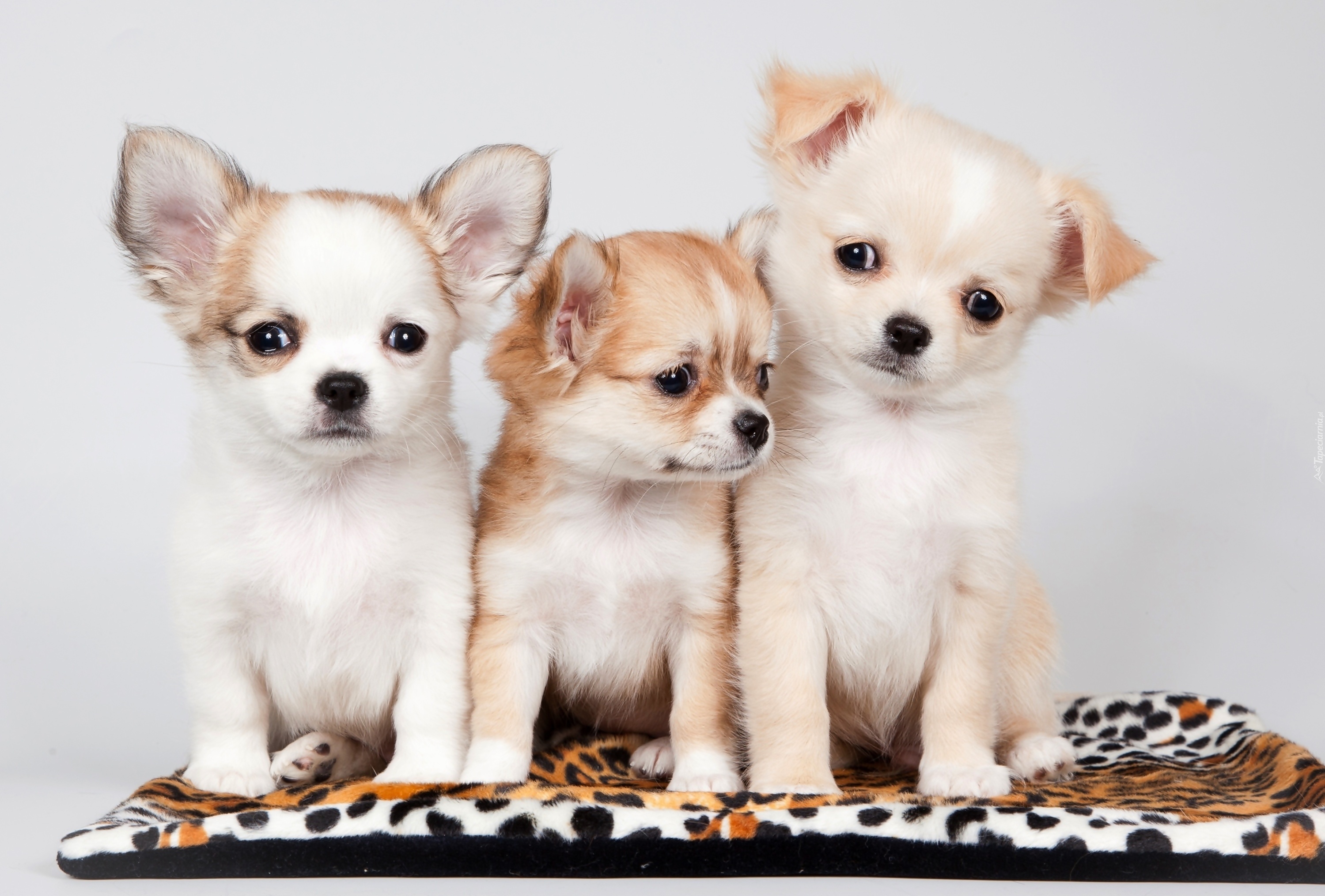 Trzy, Słodkie, Szczeniaczki, Chihuahua