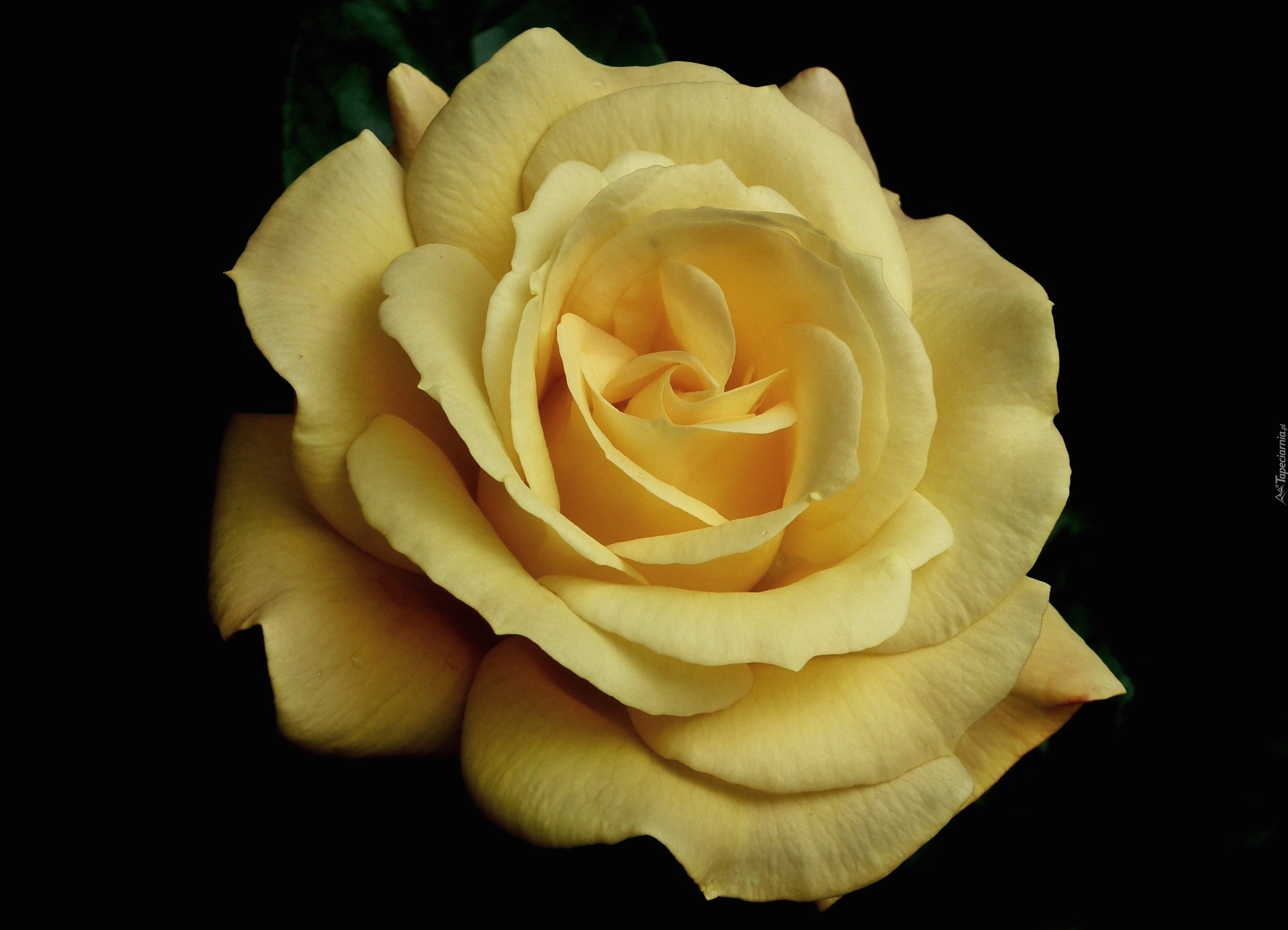 Przyroda, Kwiat, Róża, Żółta