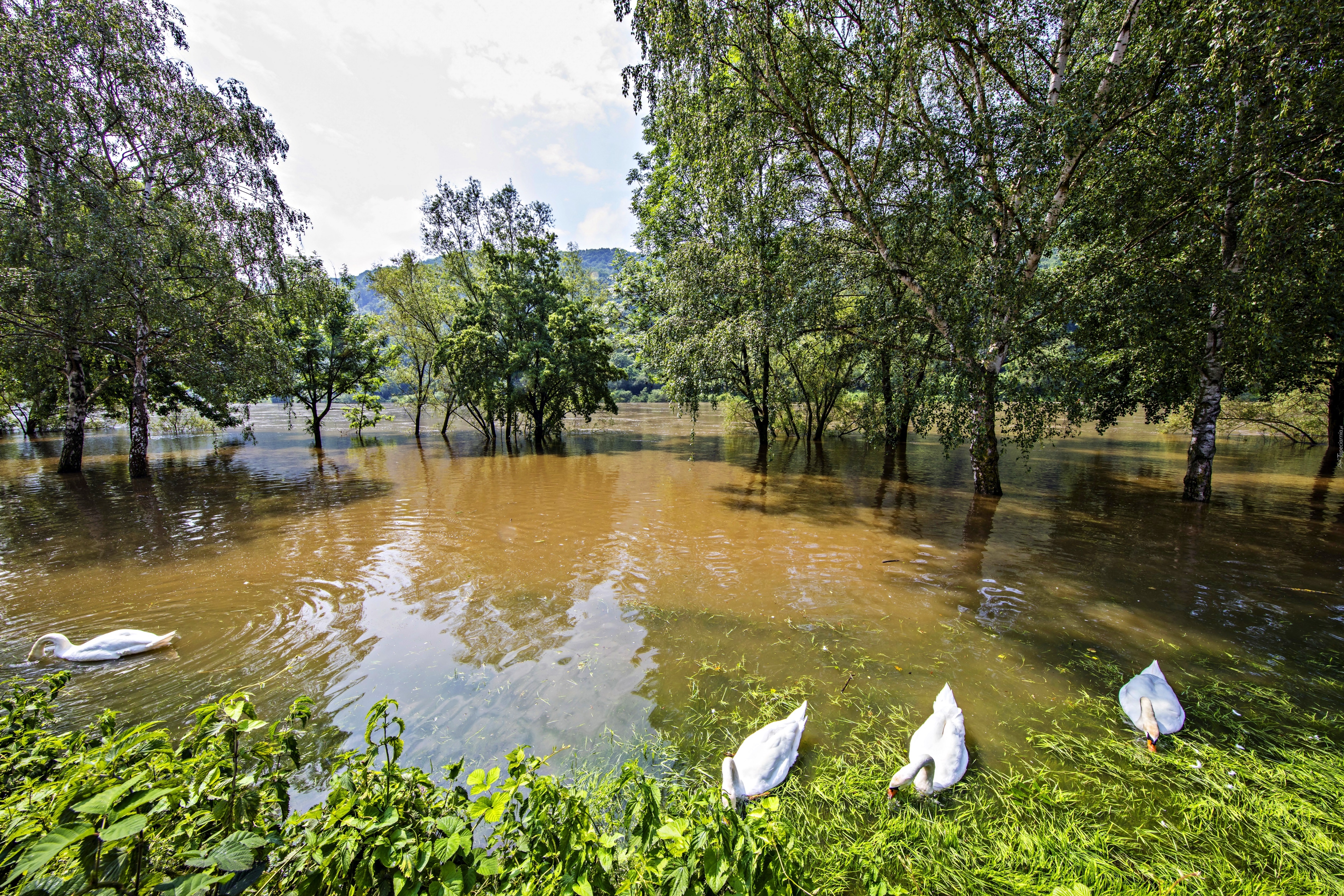 Rzeka, Zalane, Drzewa, Łabędzie