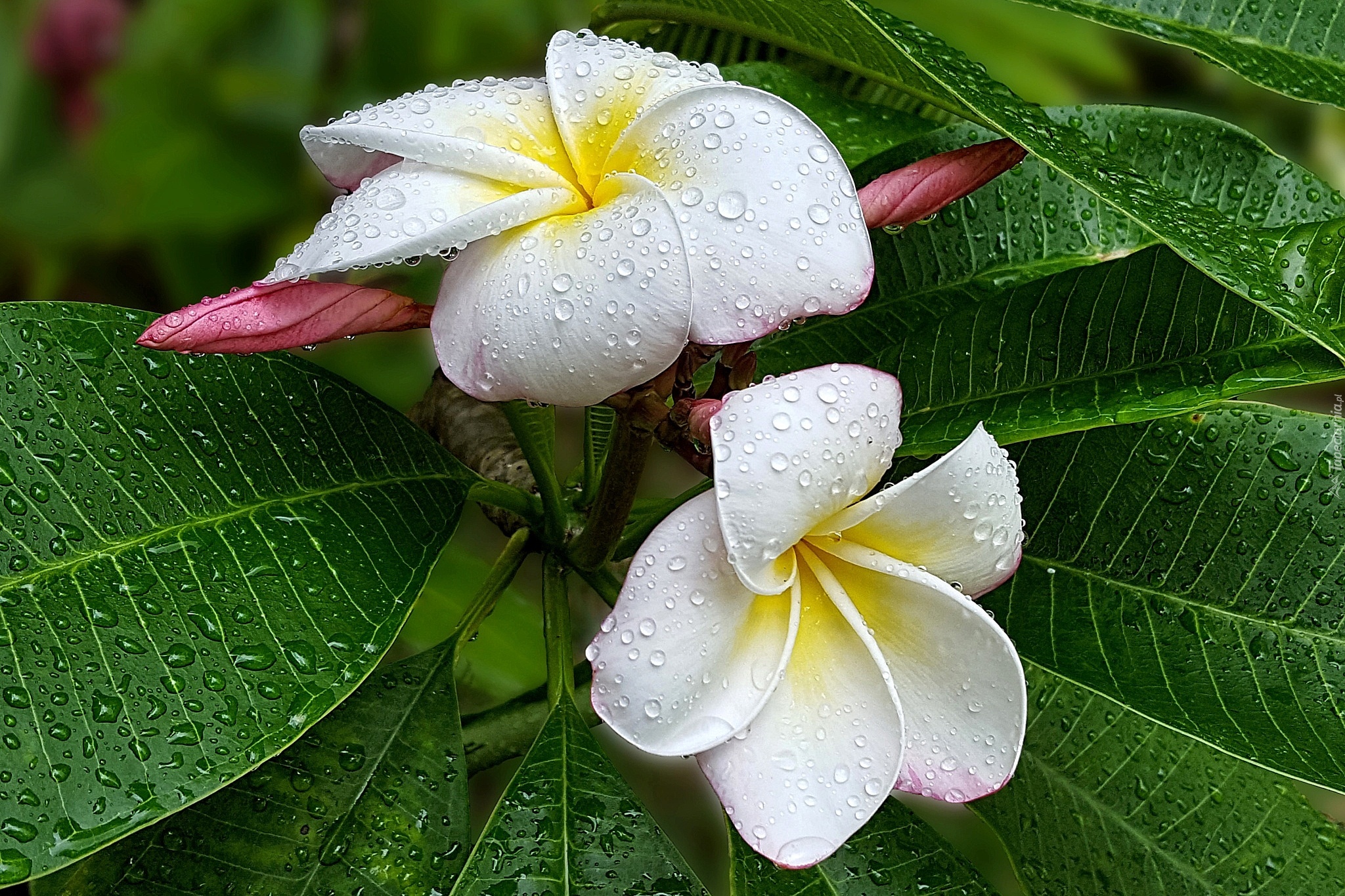 Białe, Kwiaty, Liście, Krople, Deszczu, Plumeria