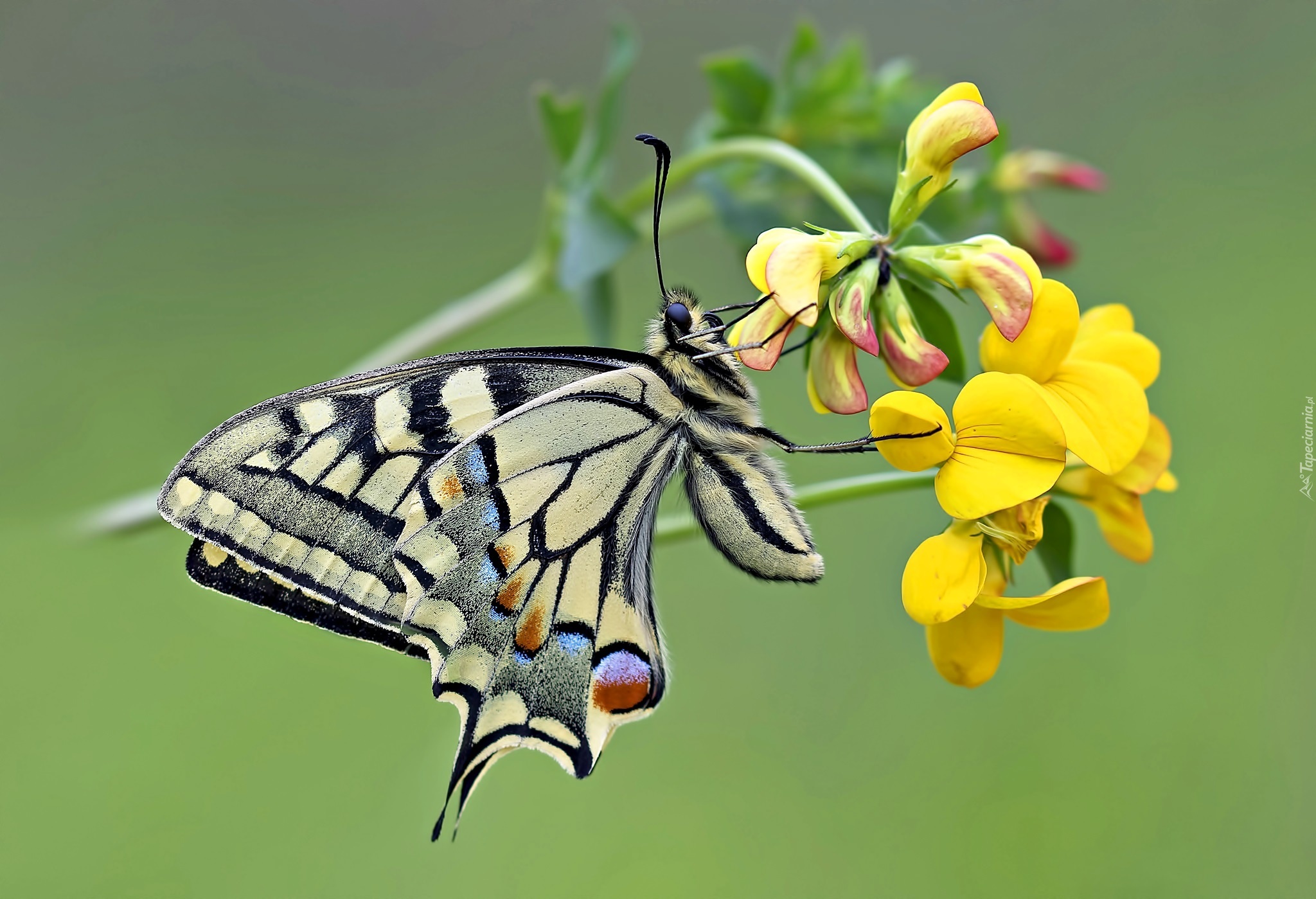 Paź, Królowej, Motyl, Kwiat