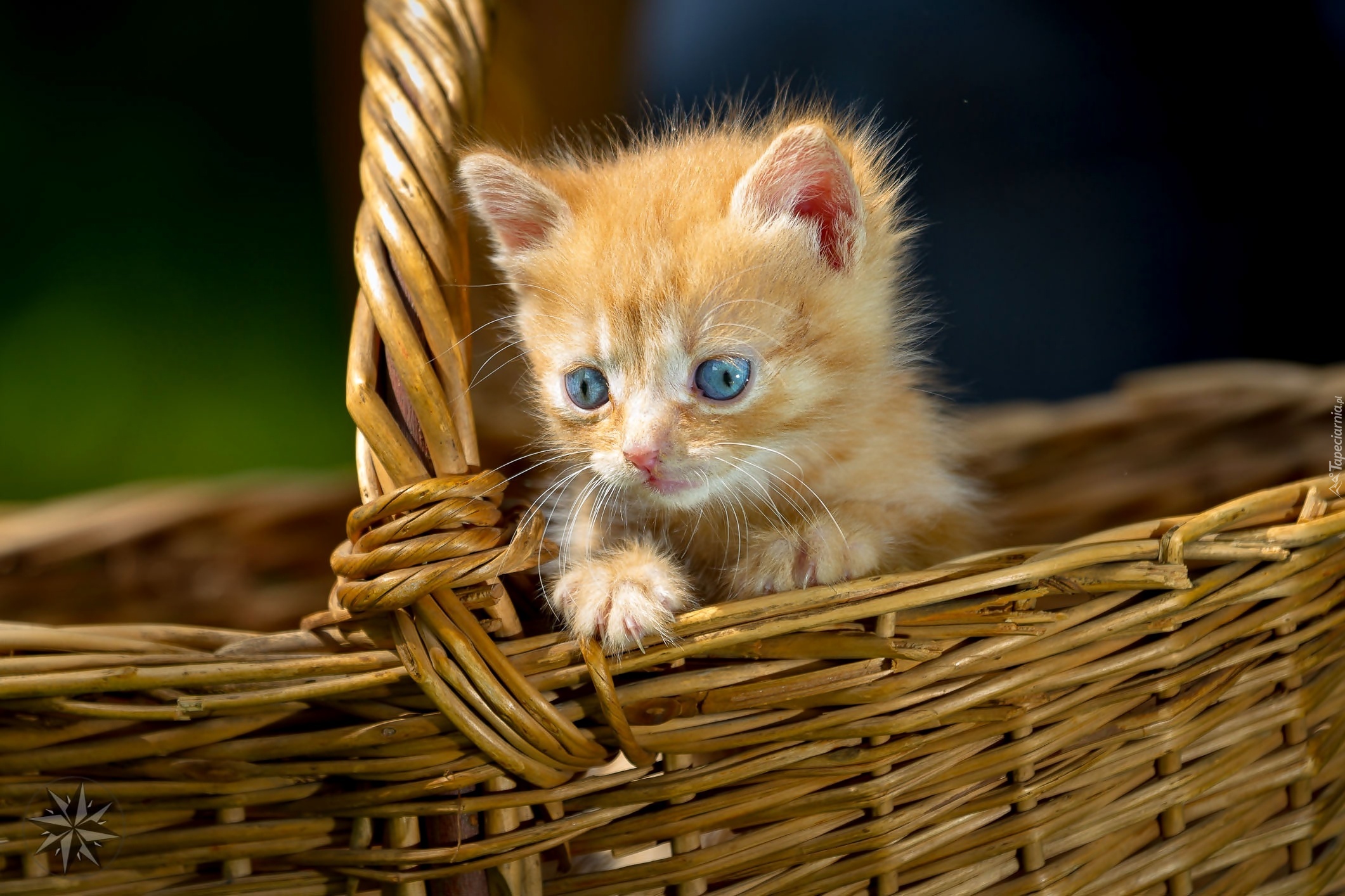 миленький котенок в корзине без смс