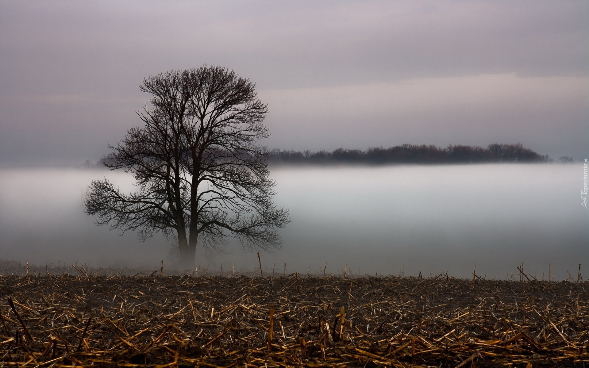 Pole, Drzewo, Mgła