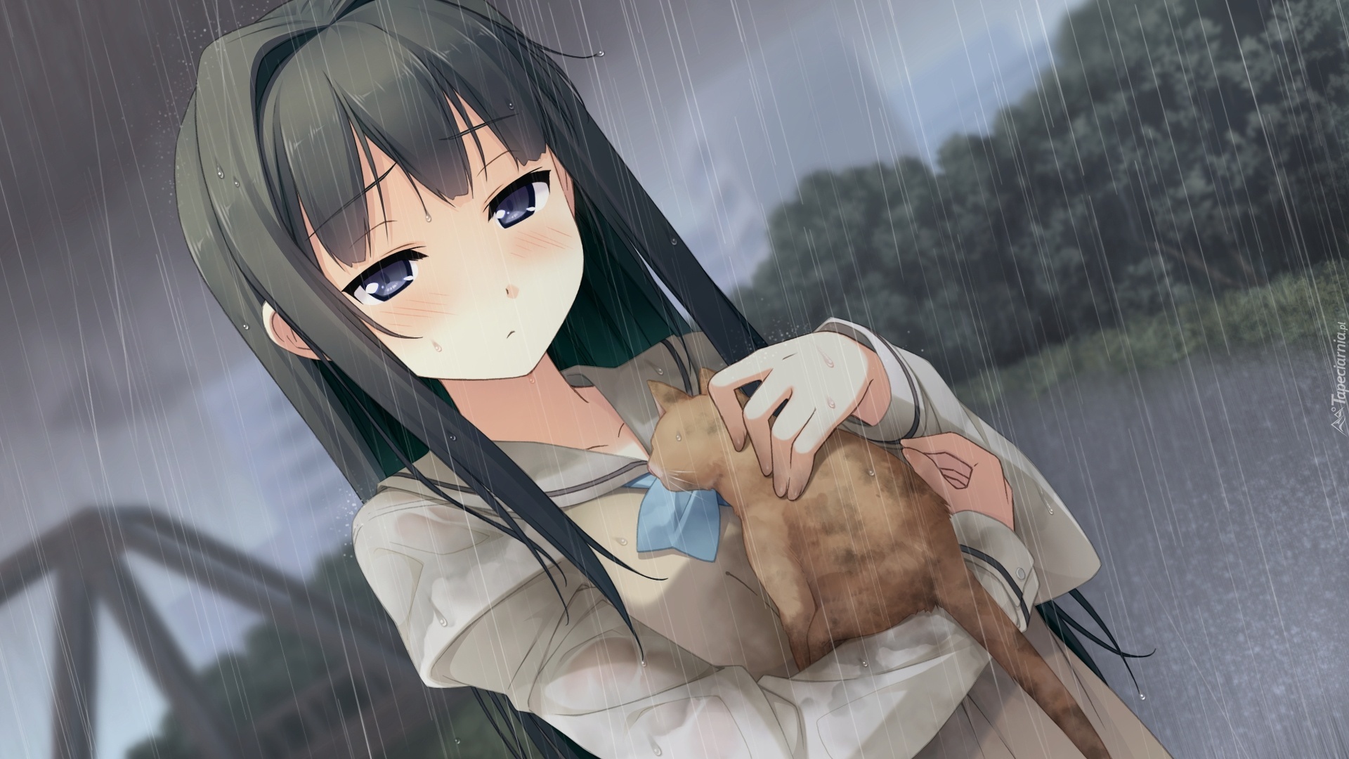 Dziewczyna, Kot, Deszcz, Manga, Anime