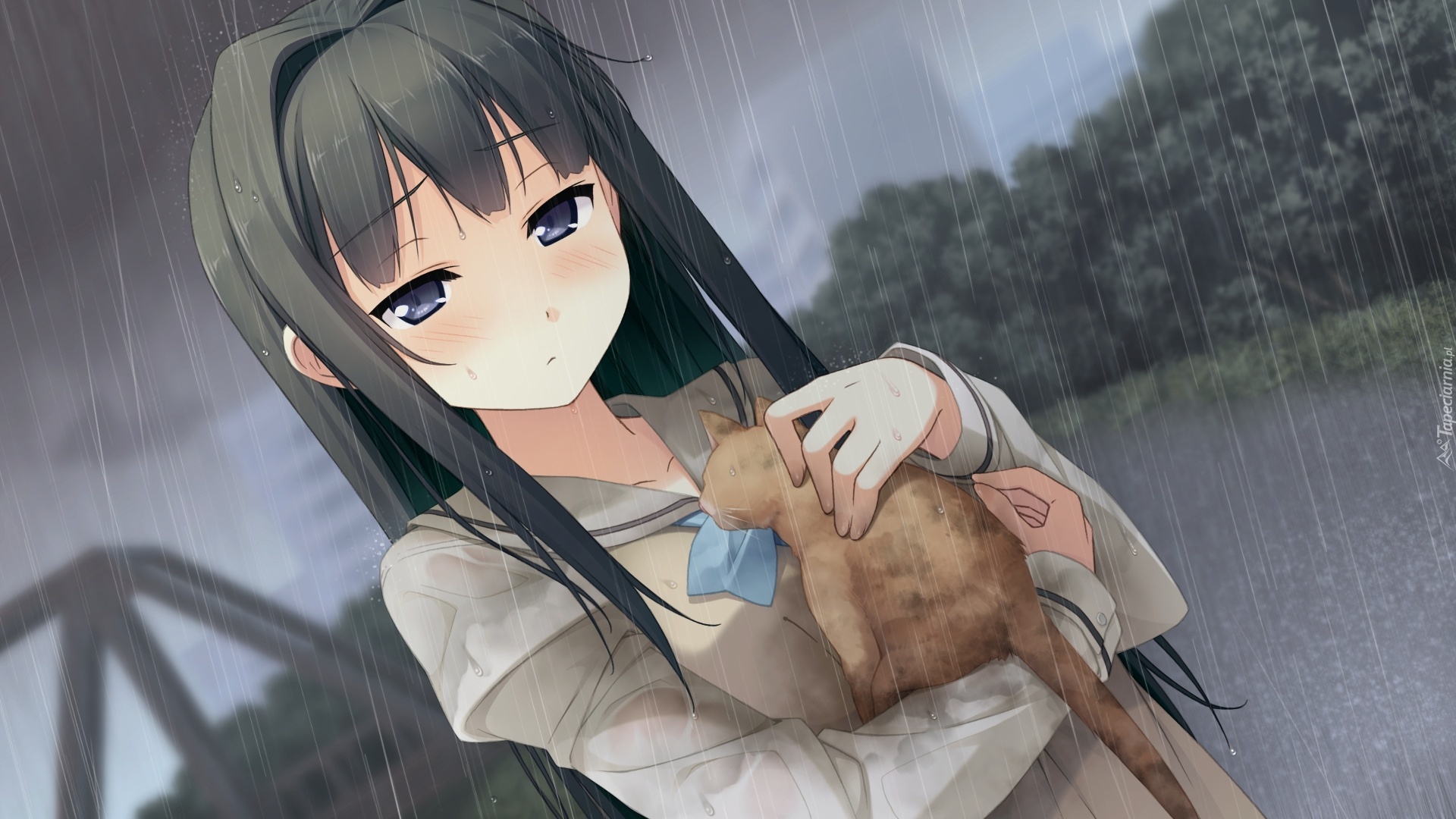 Dziewczyna, Kot, Deszcz, Manga, Anime