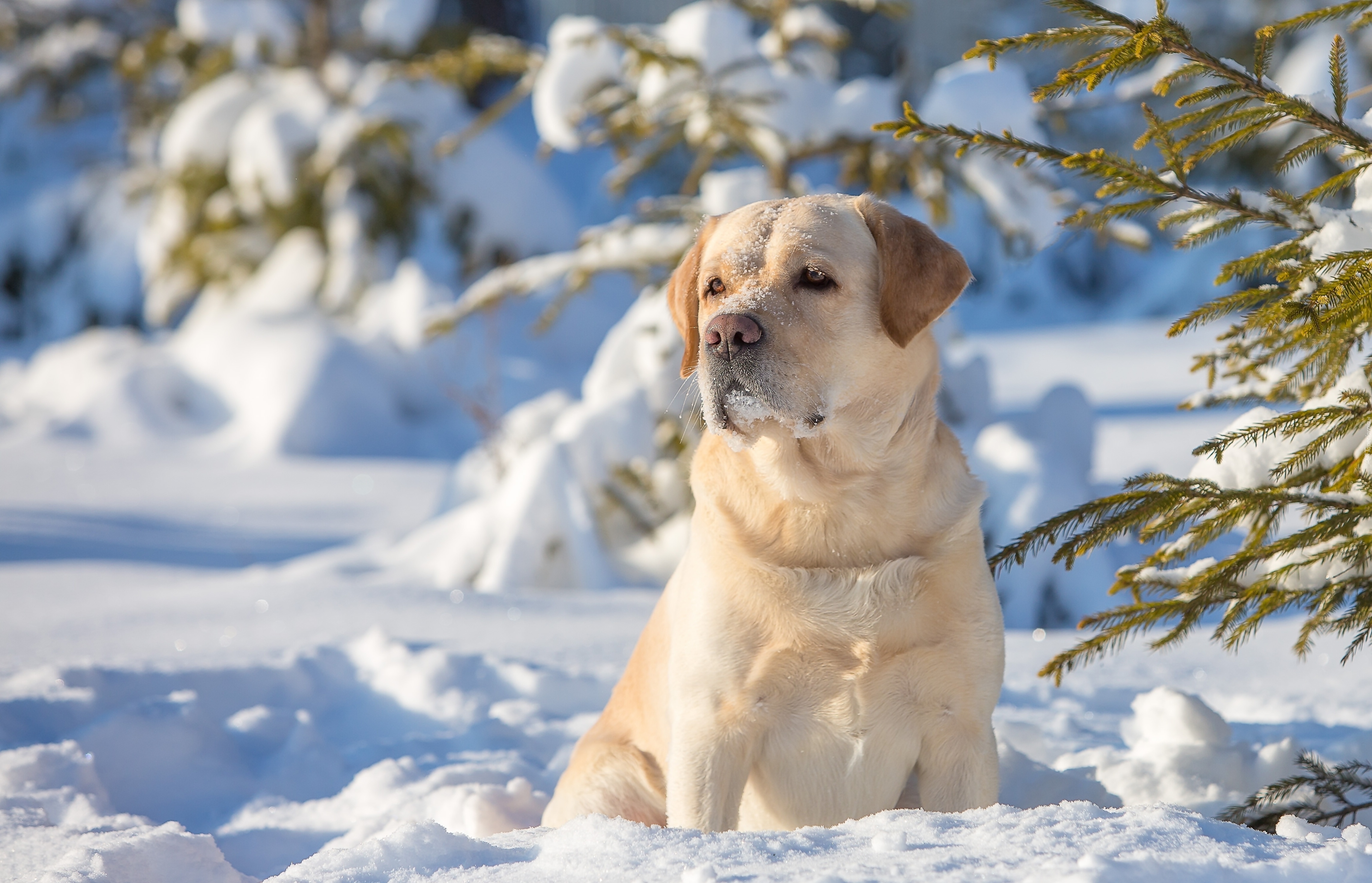 Golden Retriever, Drzewa, Las, Zima